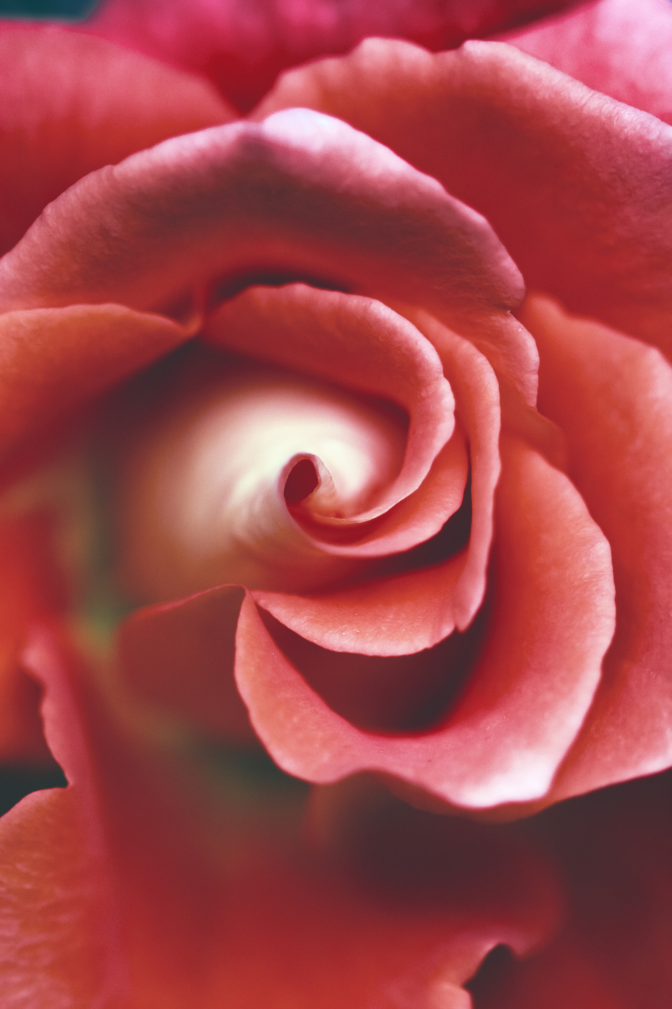 Canon EF 100mm F2.8 Macro USM sample photo. Ideal rose photography