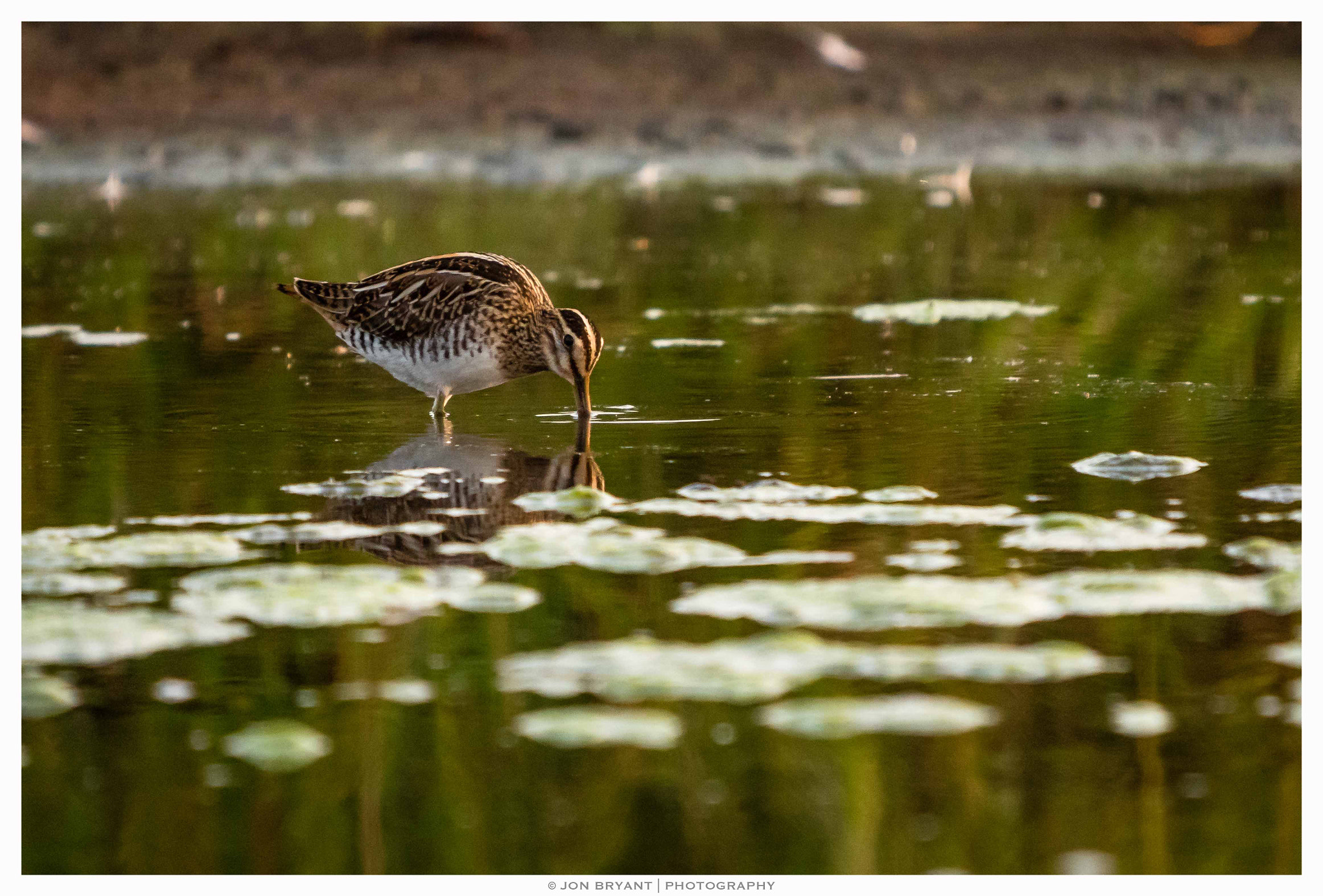 Panasonic Lumix DMC-GH4 + LEICA DG 100-400/F4.0-6.3 sample photo. Snipe photography