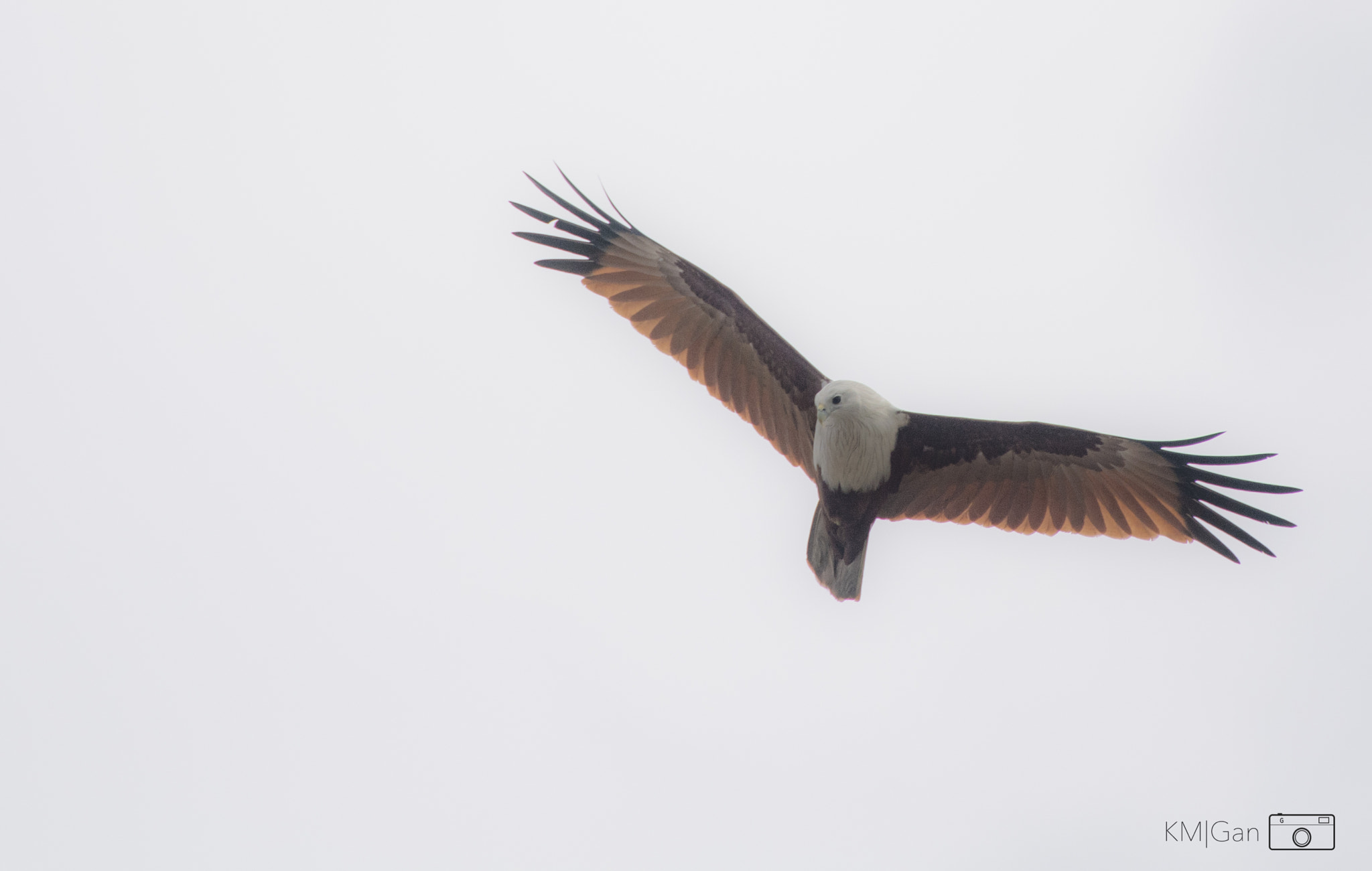Nikon Nikkor AF-S 300mm F4E PF ED VR sample photo. Eagle photography