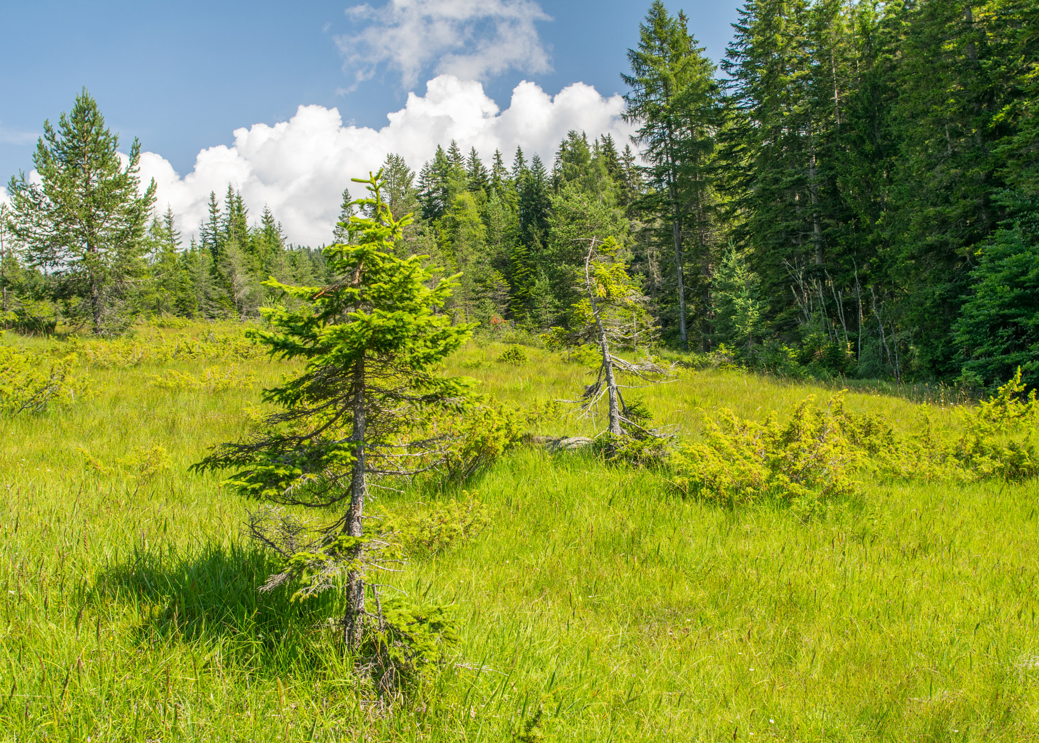 Nikon D5300 + Nikon AF-S Nikkor 24mm F1.4G ED sample photo. Beautiful alpin summer landscape. trees and meadows with blue sk photography