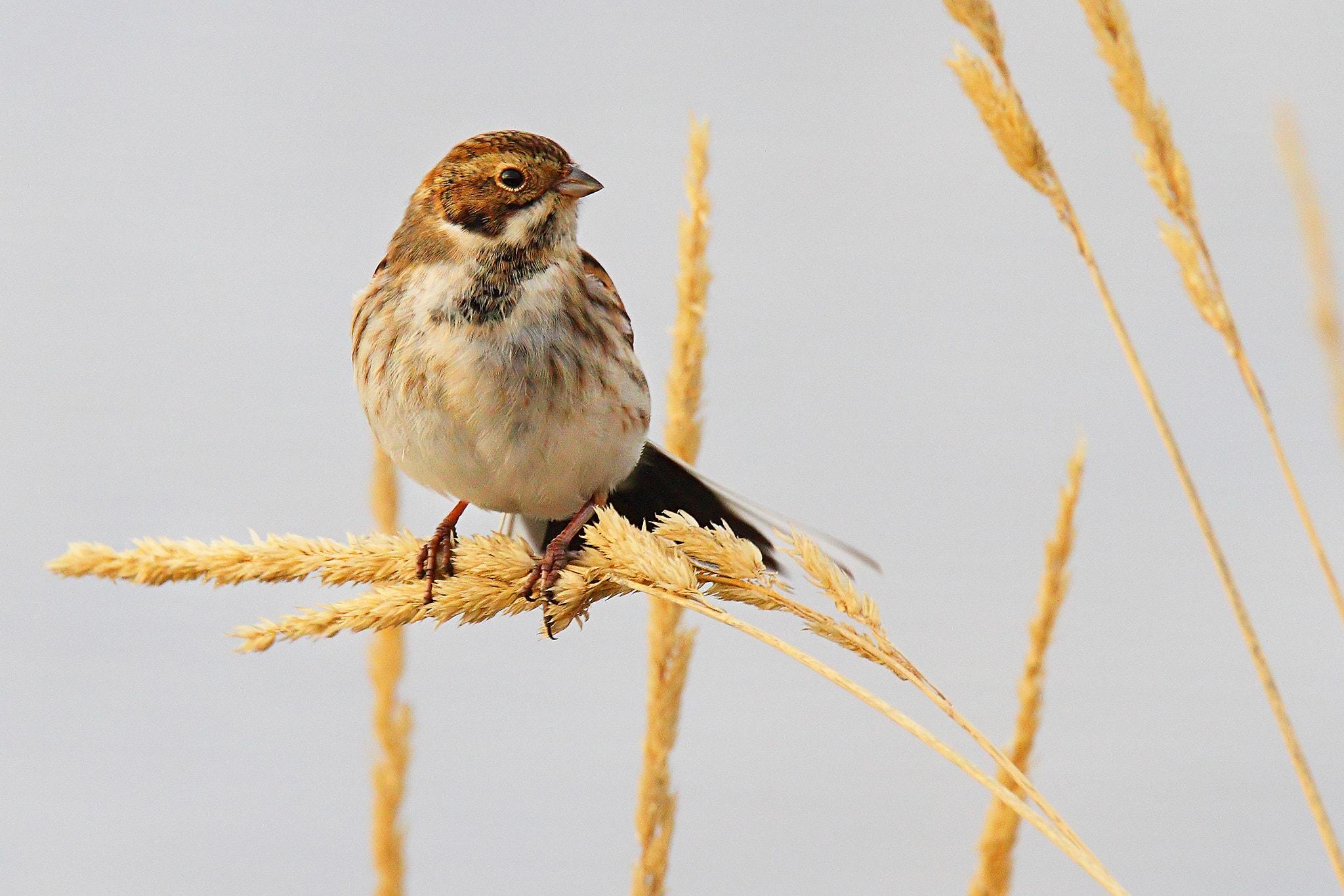Canon EF 300mm F2.8L IS USM sample photo. Common reed bunting (emberiza schoeniclus) female photography