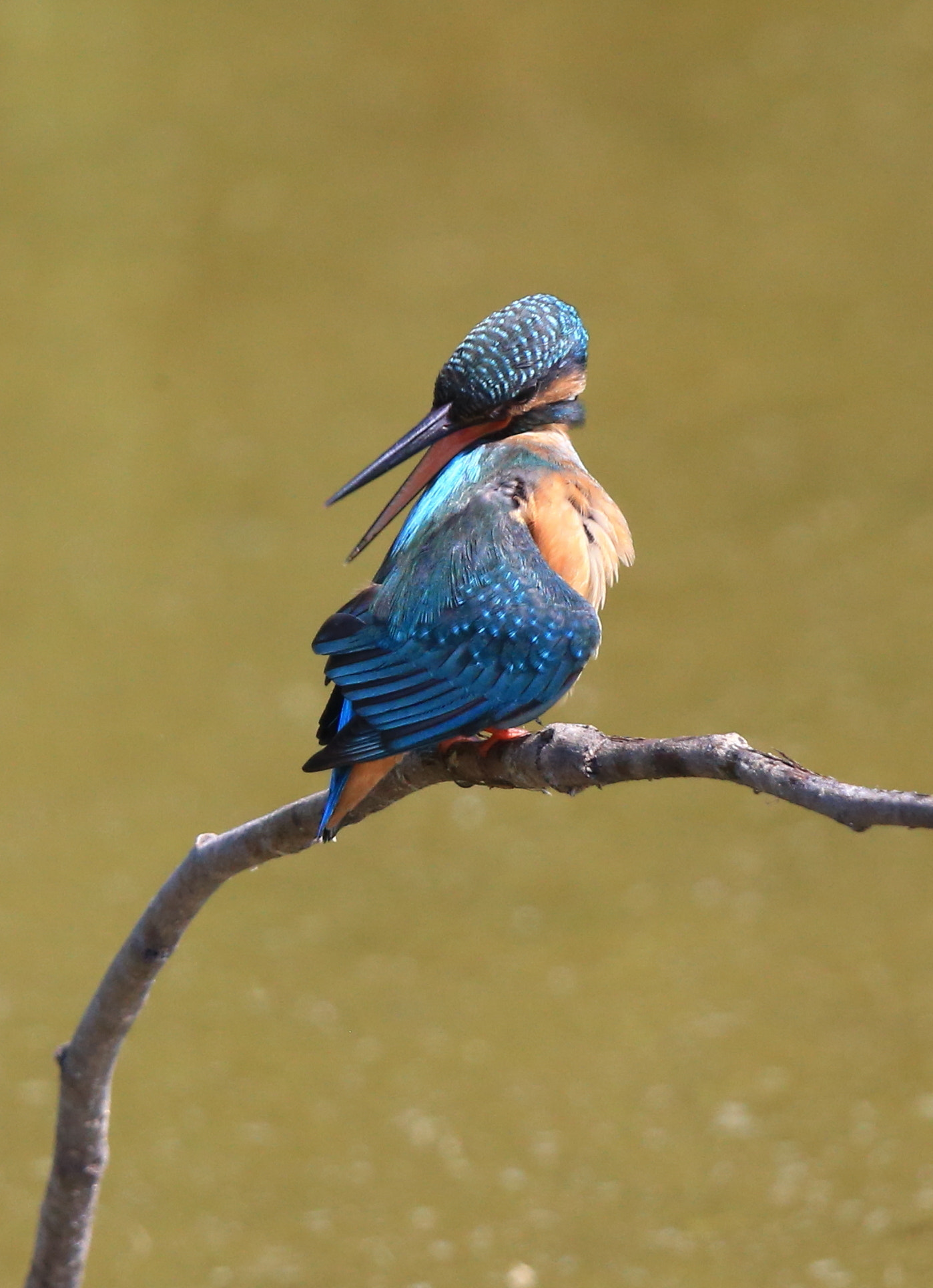 Canon EF 600mm F4L IS II USM sample photo. 308 photography