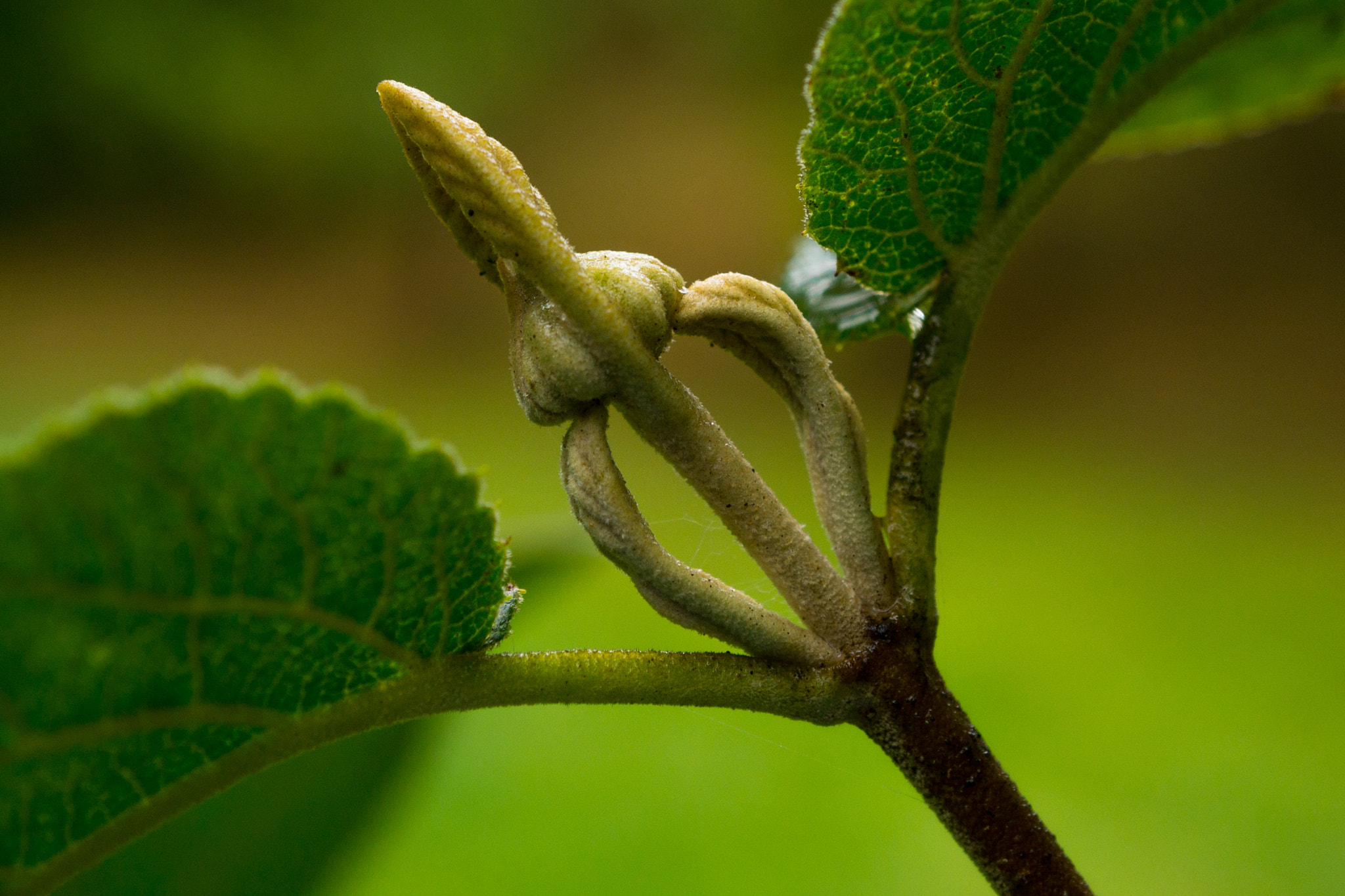 Sony Alpha NEX-7 + Sony E 30mm F3.5 Macro sample photo. Symmetry photography