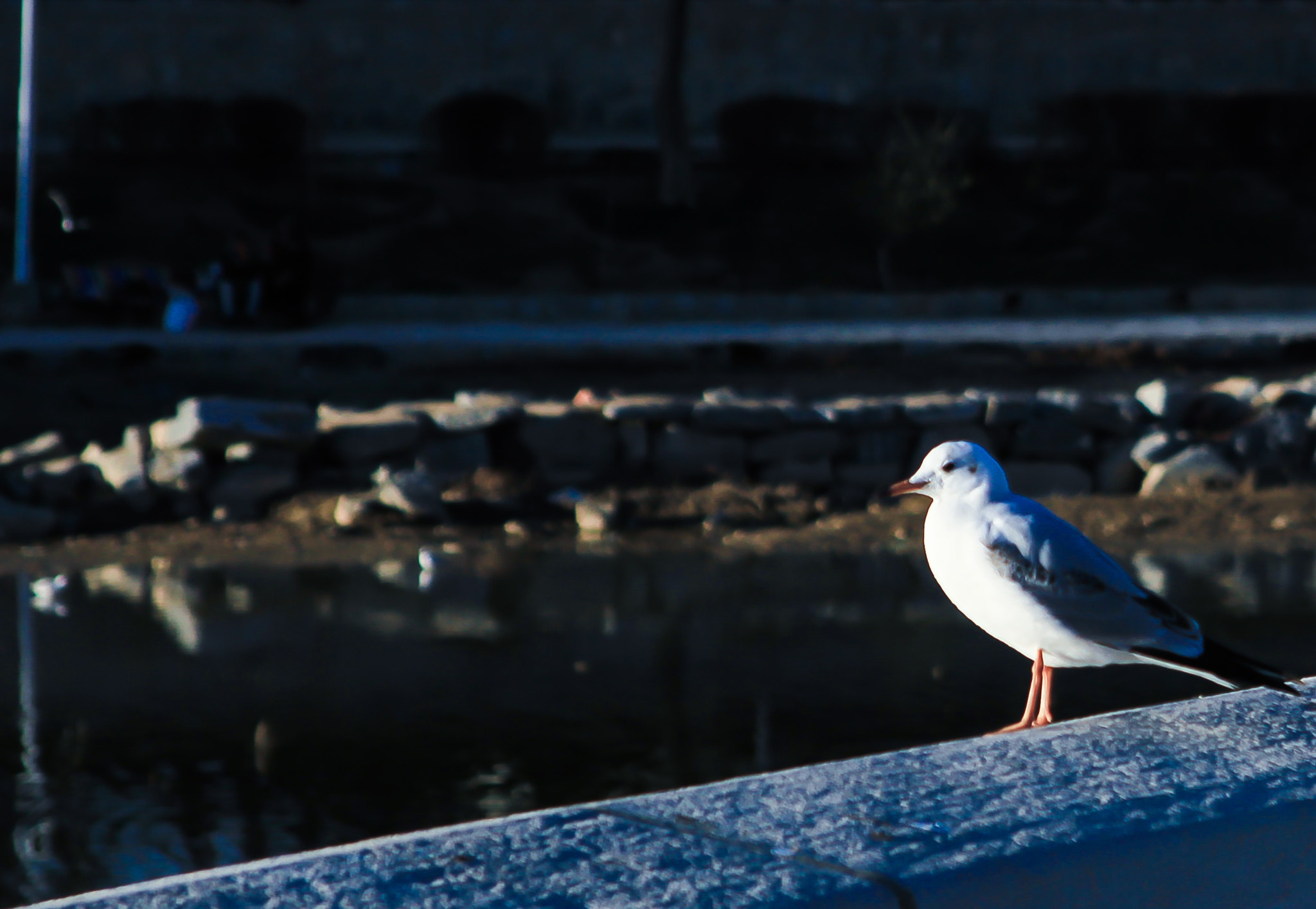 Canon EOS 7D + Canon EF 24-85mm F3.5-4.5 USM sample photo