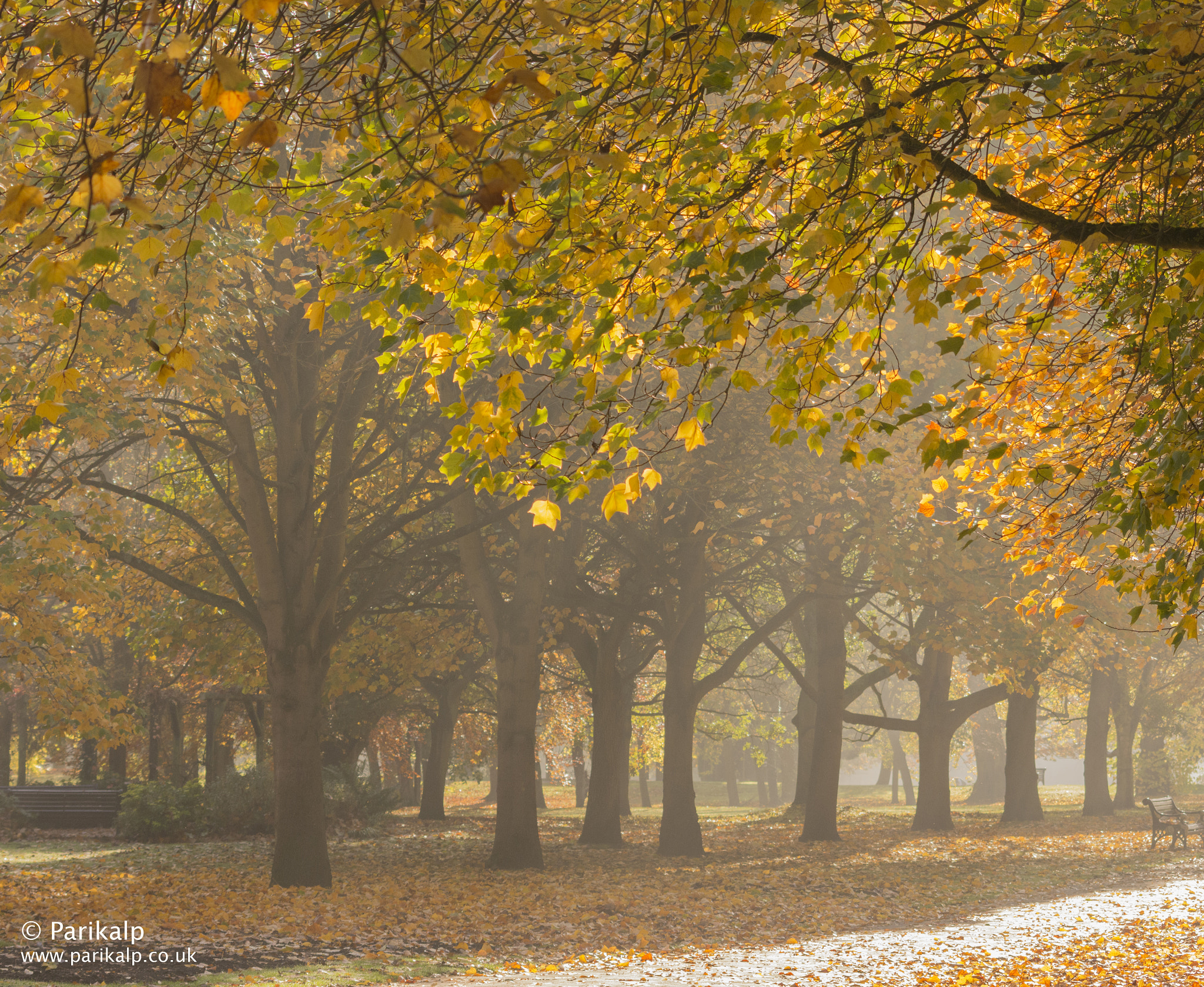 Sigma 70-300mm F4-5.6 APO DG Macro sample photo. A misty autumn morning photography