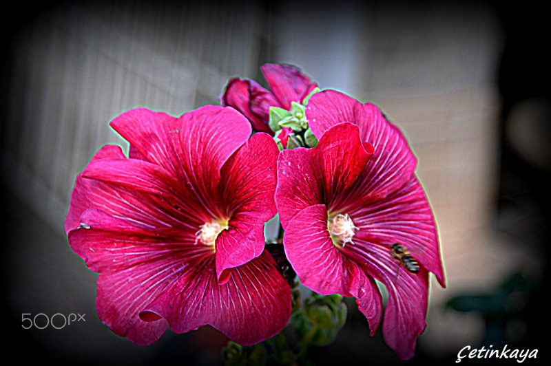 Nikon D300S sample photo. Beauty photography