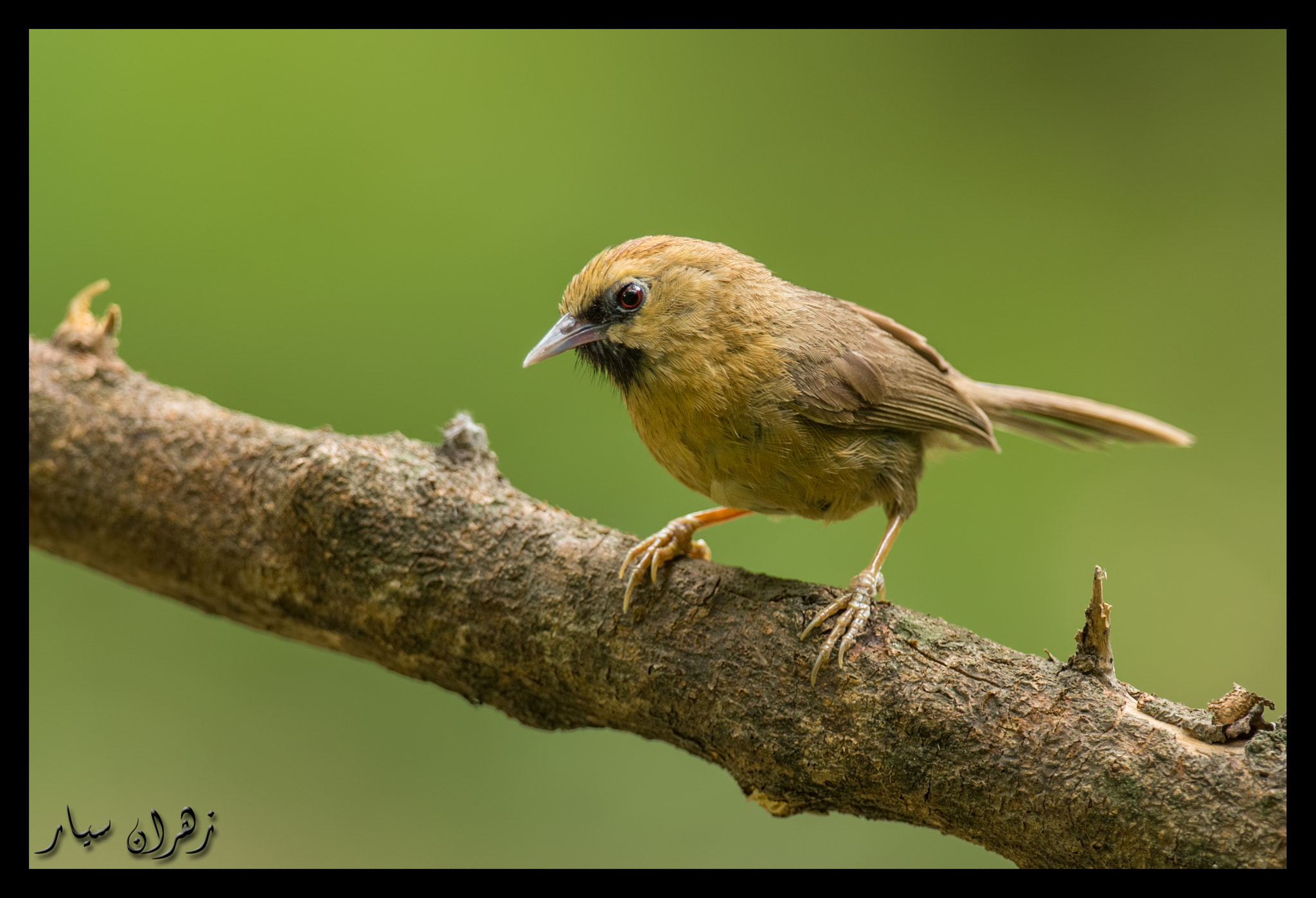 Nikon D750 sample photo. 10 cm bird !! photography