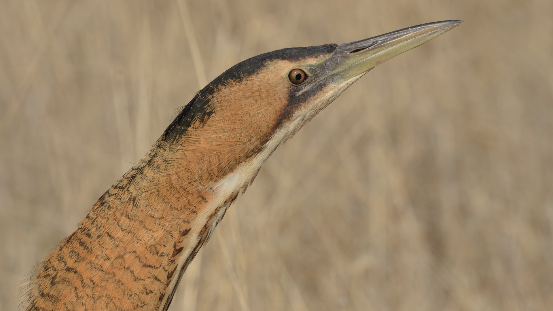 Sigma 50-500mm F4.5-6.3 DG OS HSM sample photo. Balaban bittern photography