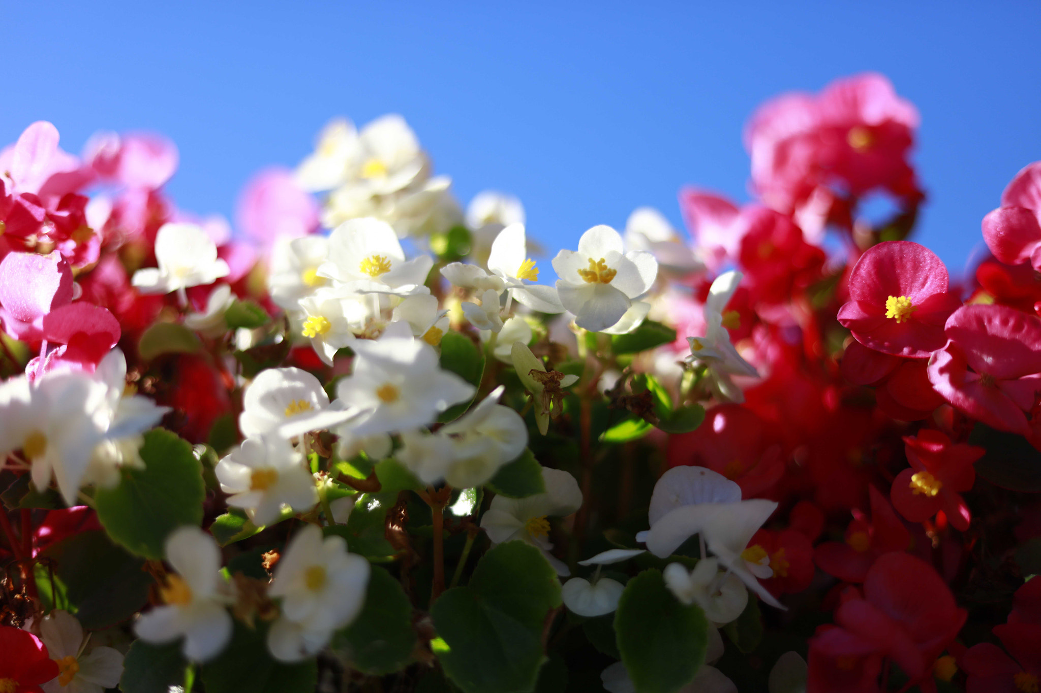 Canon EOS 5DS + Canon EF 50mm F1.8 STM sample photo. A photography