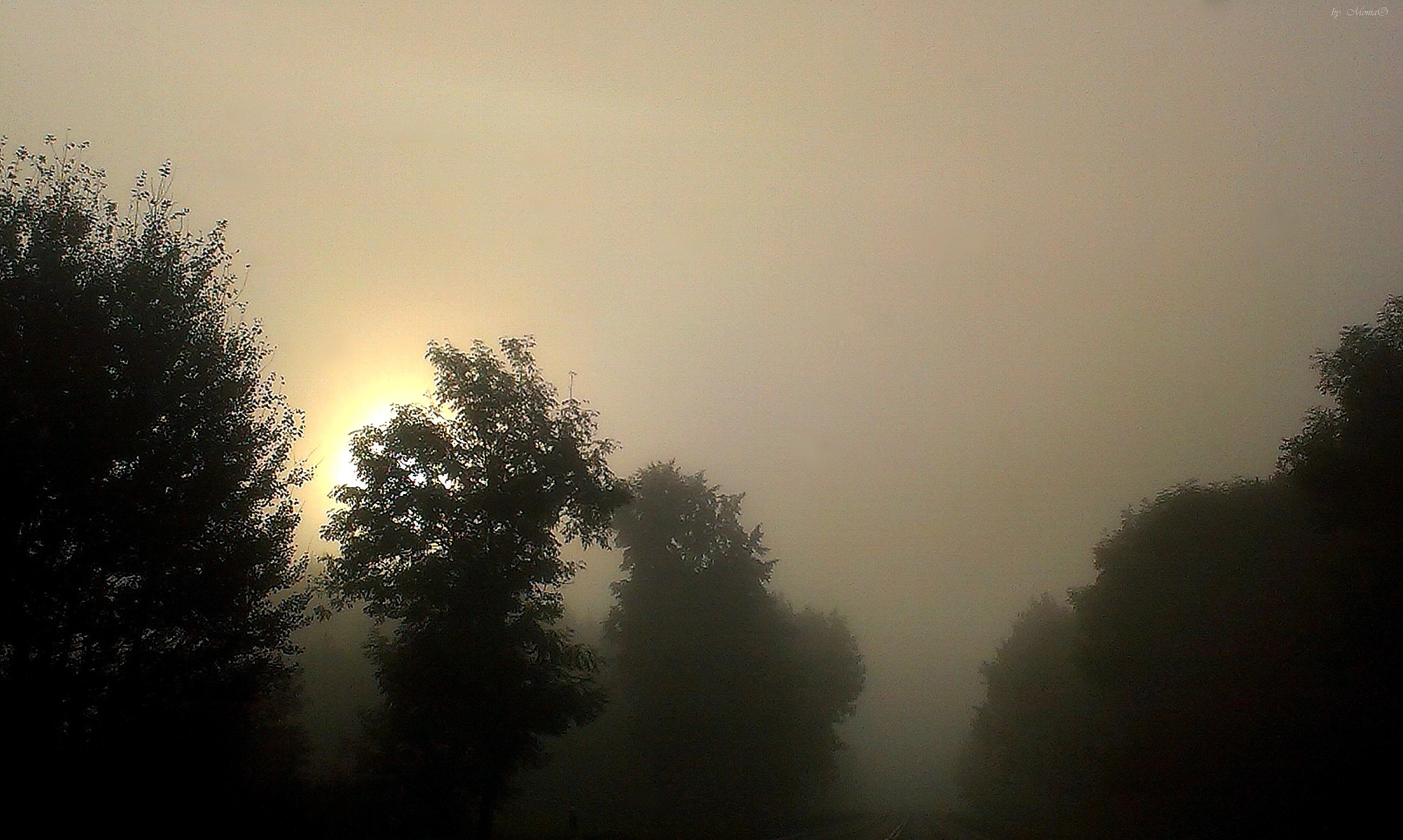 HTC DESIRE X sample photo. Foggy morning.... photography