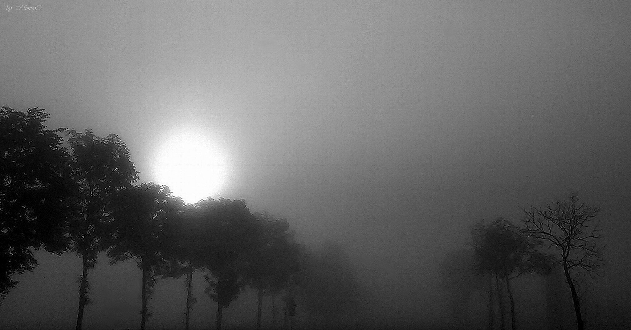 HTC DESIRE X sample photo. Foggy morning.... photography