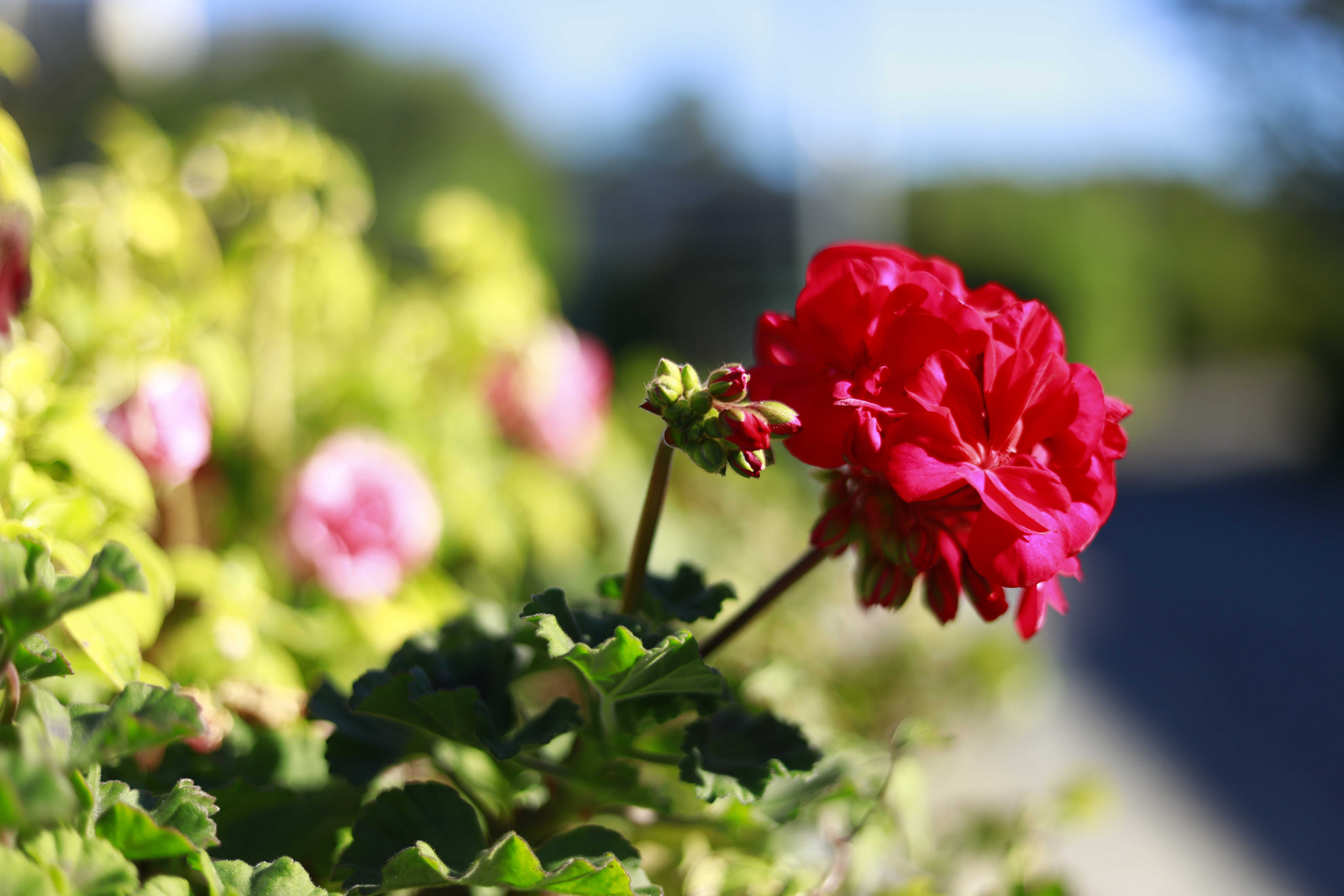 Canon EOS 5DS + Canon EF 50mm F1.8 STM sample photo. A photography