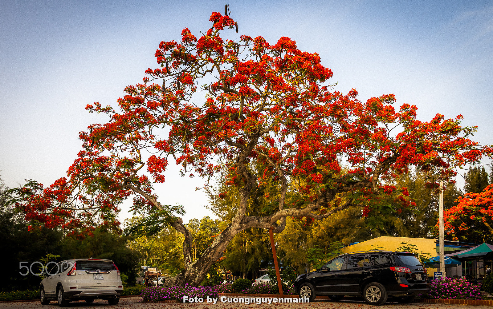 Canon EOS 5D Mark II sample photo. Phượng vĩ photography