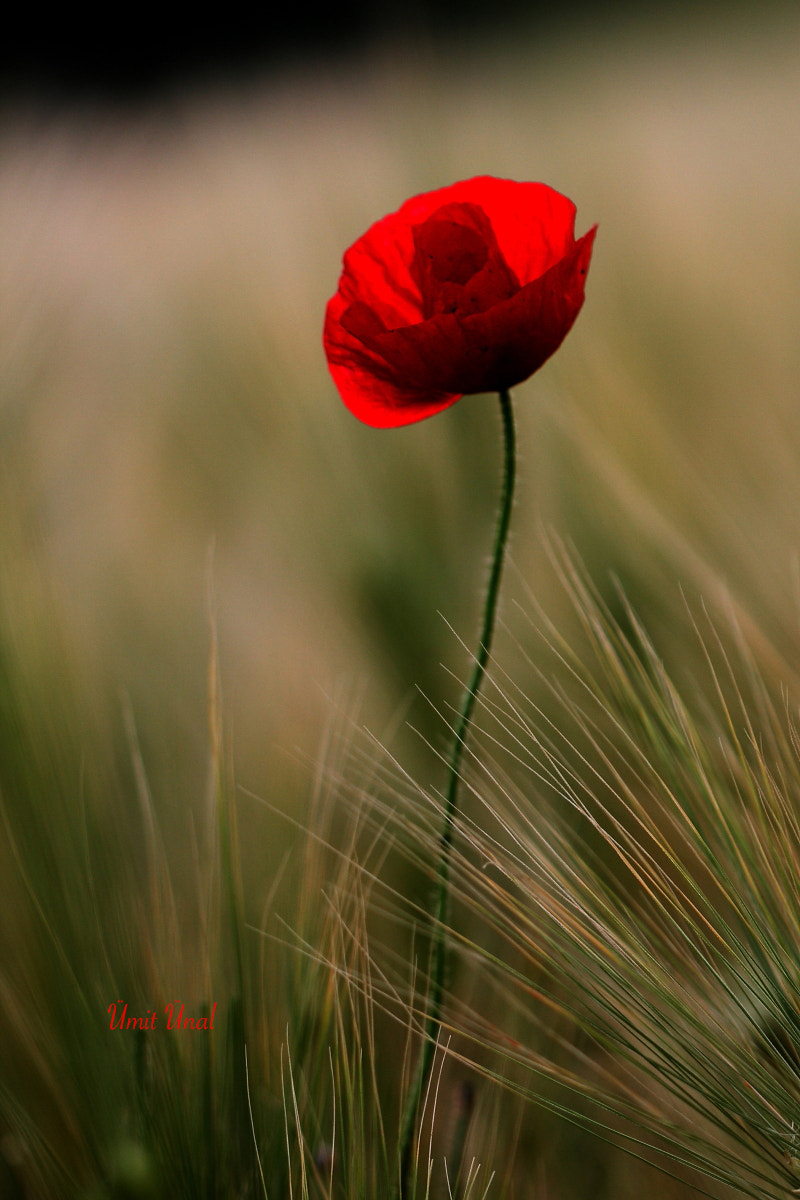 Canon EOS 40D + Canon EF 100mm F2.8 Macro USM sample photo. Poppy photography