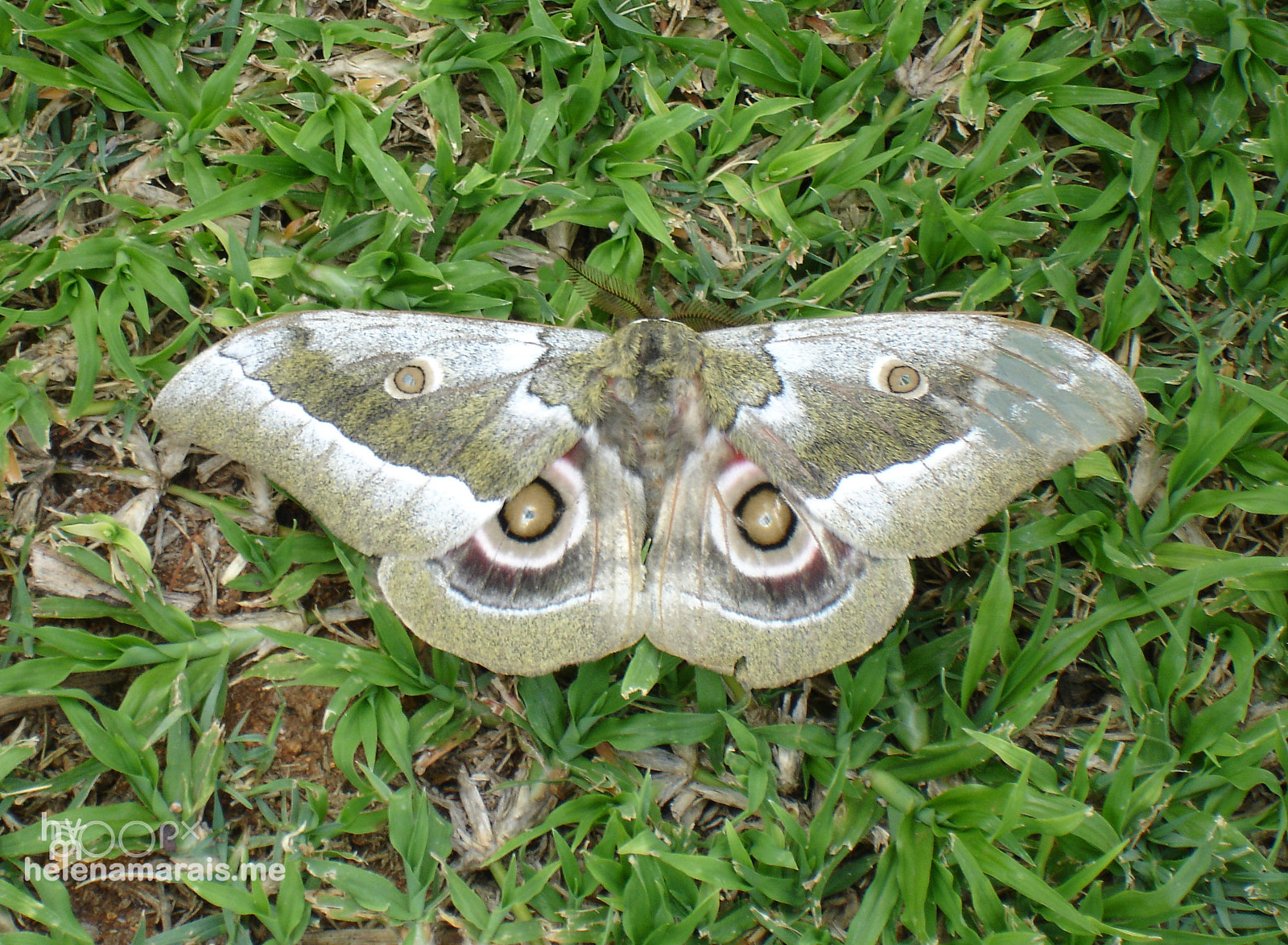 Sony DSC-P200 sample photo. Mothness photography