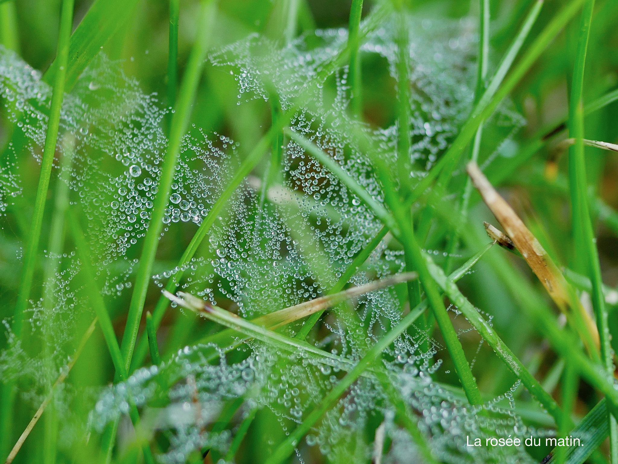 Panasonic DMC-G70 + Panasonic Lumix G Macro 30mm F2.8 ASPH Mega OIS sample photo. La rosée du matin photography