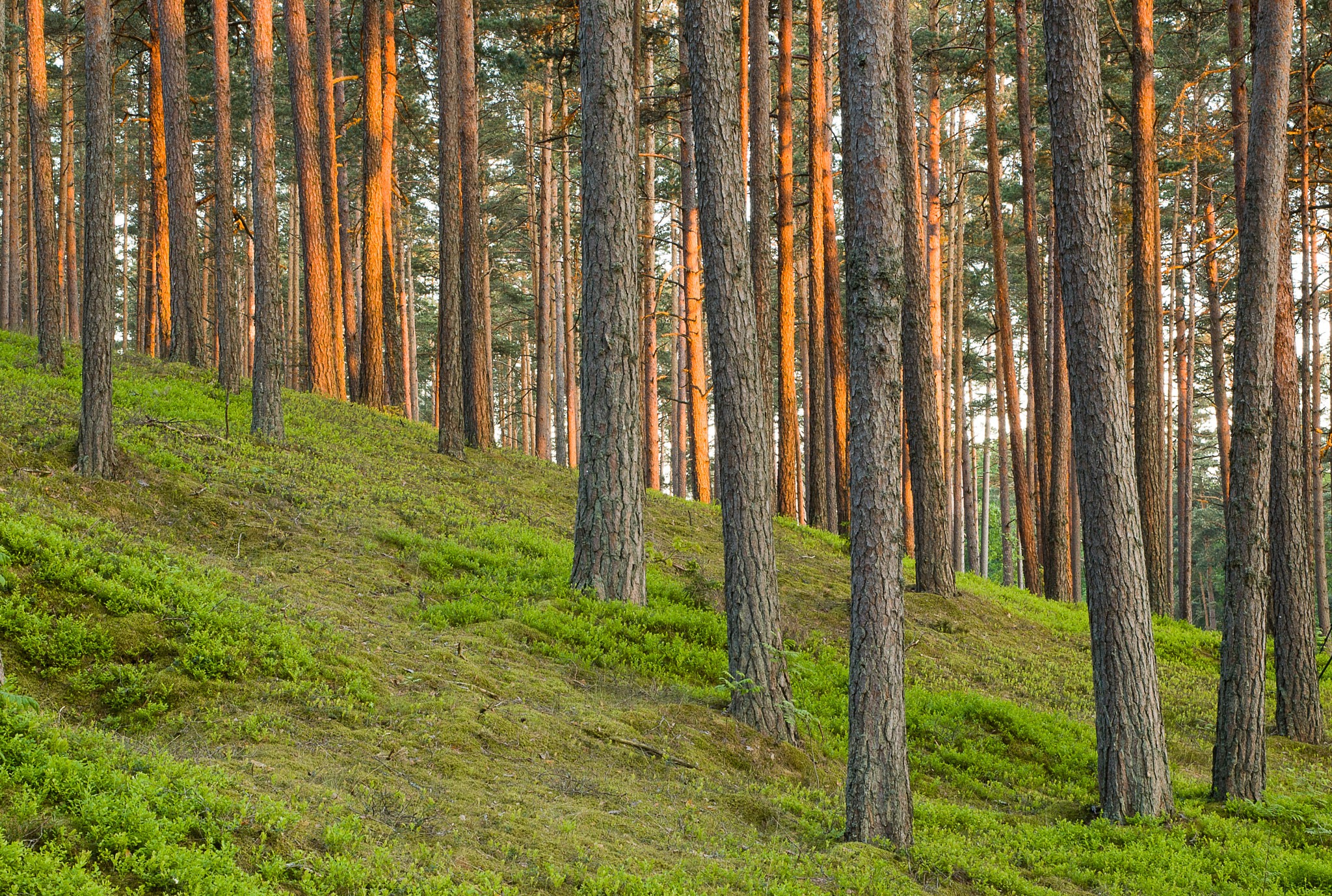 Nikon D70s + Sigma 24-70mm F2.8 EX DG Macro sample photo. Sunshine on pine tree trunks photography