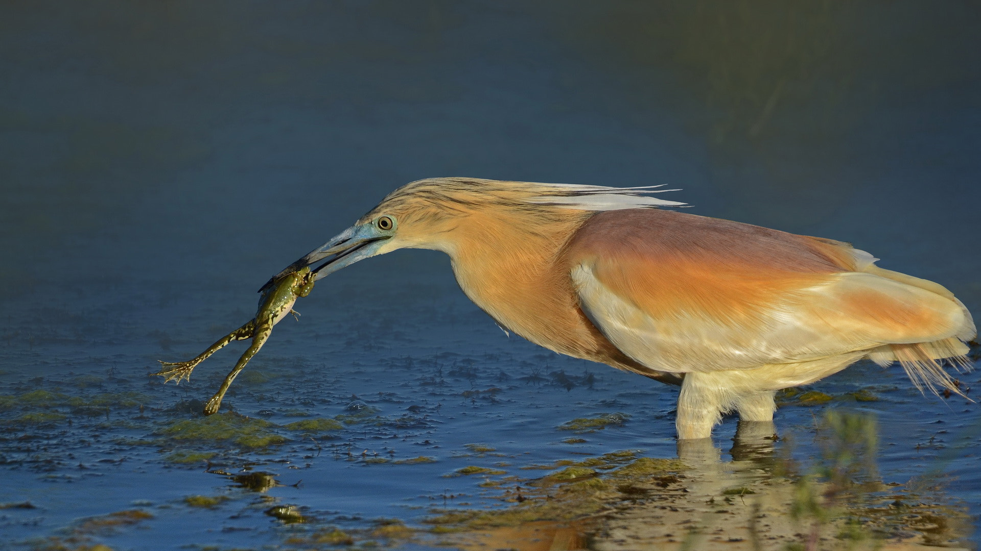 Sigma 50-500mm F4.5-6.3 DG OS HSM sample photo. Balıkçıl alaca squacco heron photography