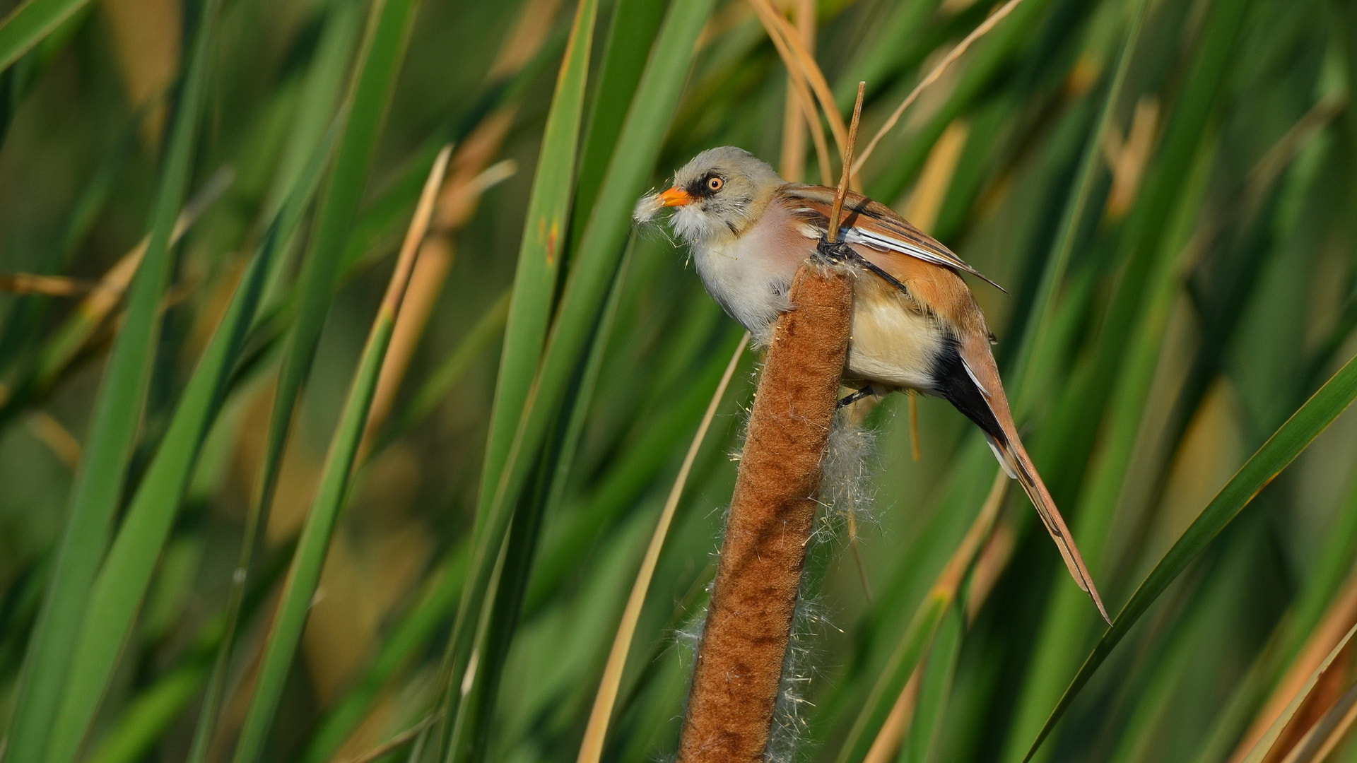 Sigma 50-500mm F4.5-6.3 DG OS HSM sample photo. Bıyıklı baştankara bearded tit ♂ photography
