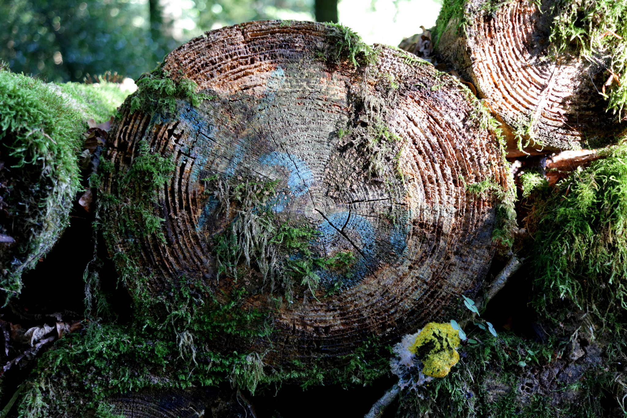 Canon EF-S 24mm F2.8 STM sample photo. From colour to structure photography