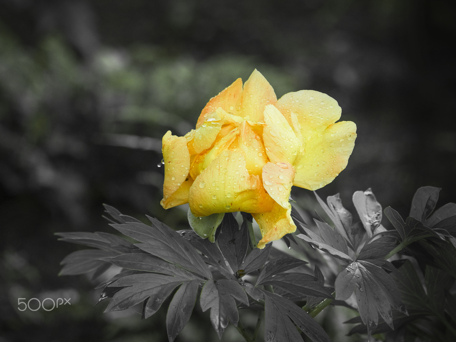 Olympus OM-D E-M1 sample photo. Yellow peony photography