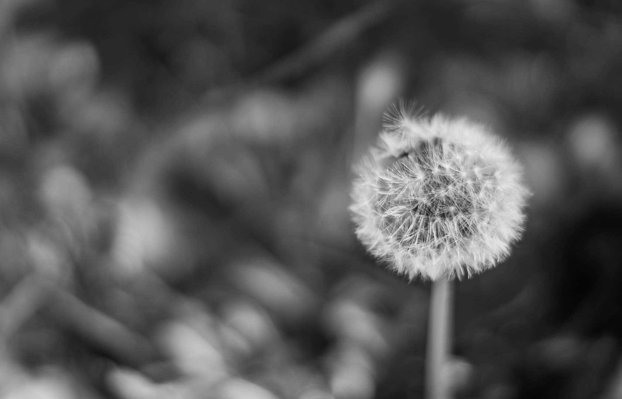 Sony SLT-A57 + Sony DT 50mm F1.8 SAM sample photo. Dandelion photography