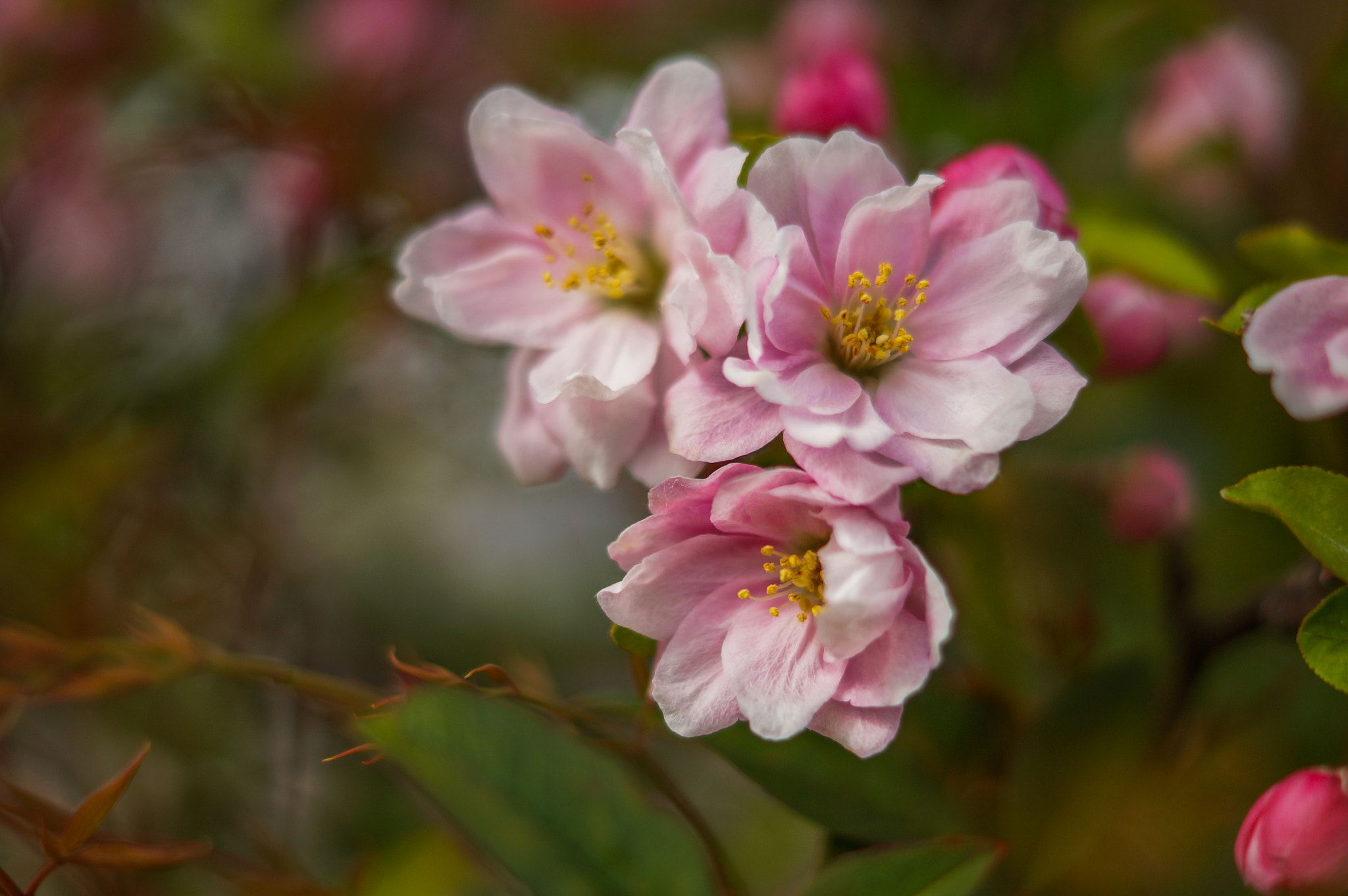 Sony SLT-A57 + Sony DT 50mm F1.8 SAM sample photo. Spring is here photography