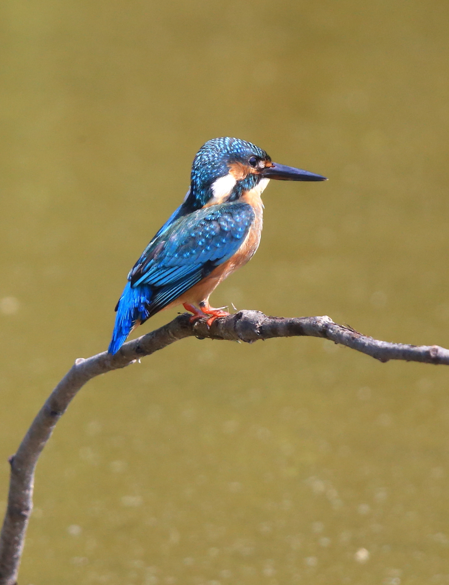 Canon EF 600mm F4L IS II USM sample photo. 278 photography