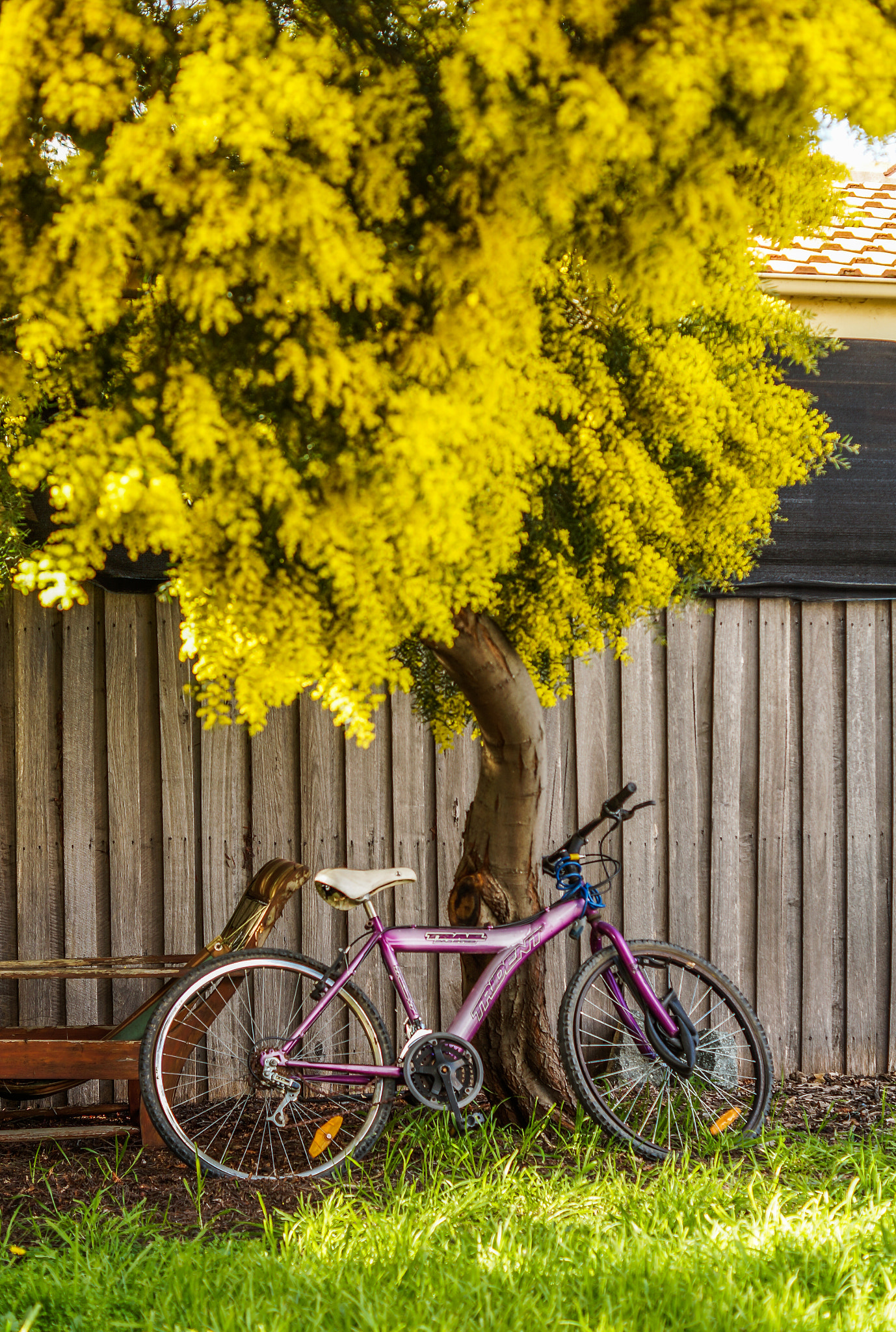 Sony SLT-A57 + Sony DT 50mm F1.8 SAM sample photo. Spring is here photography