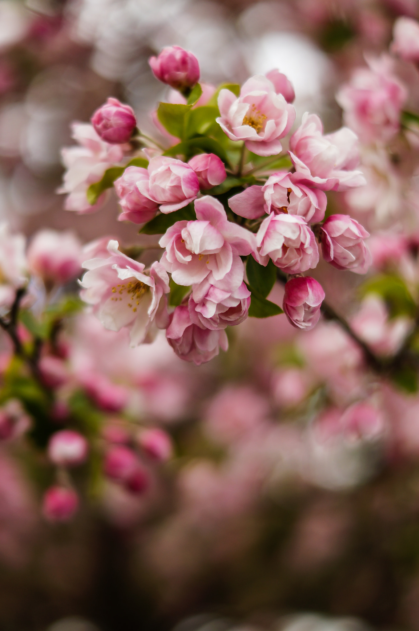 Sony SLT-A57 + Sony DT 50mm F1.8 SAM sample photo. Spring is here photography