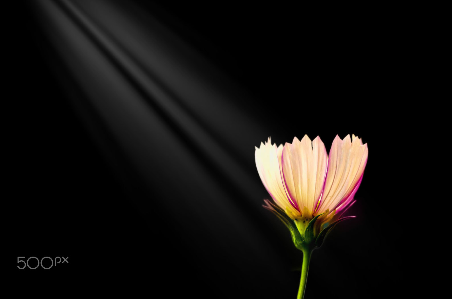 Nikon D700 + Sigma 24-70mm F2.8 EX DG Macro sample photo. Flower photography