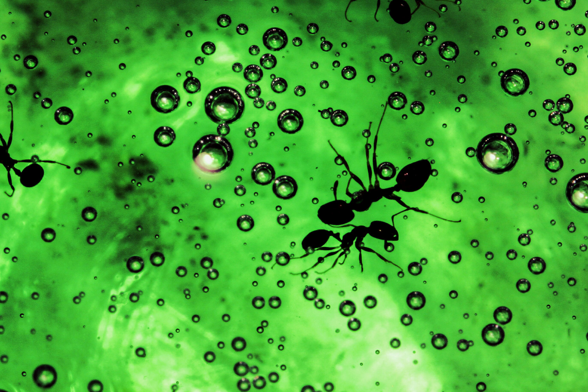 Canon EF-S 60mm F2.8 Macro USM sample photo. Swimming ant photography