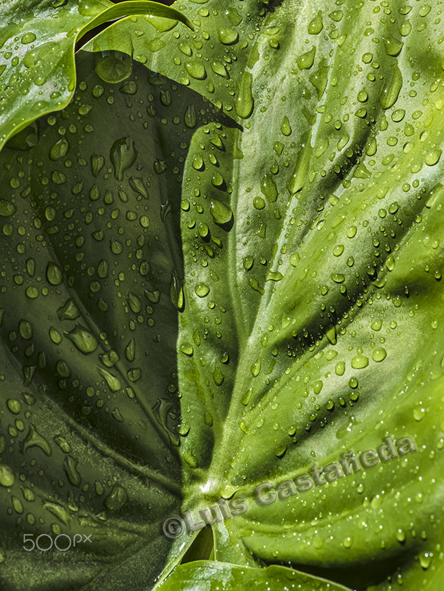Pentax 645Z + smc PENTAX-FA 645 Macro 120mm F4 sample photo. Raindrops on leaf photography