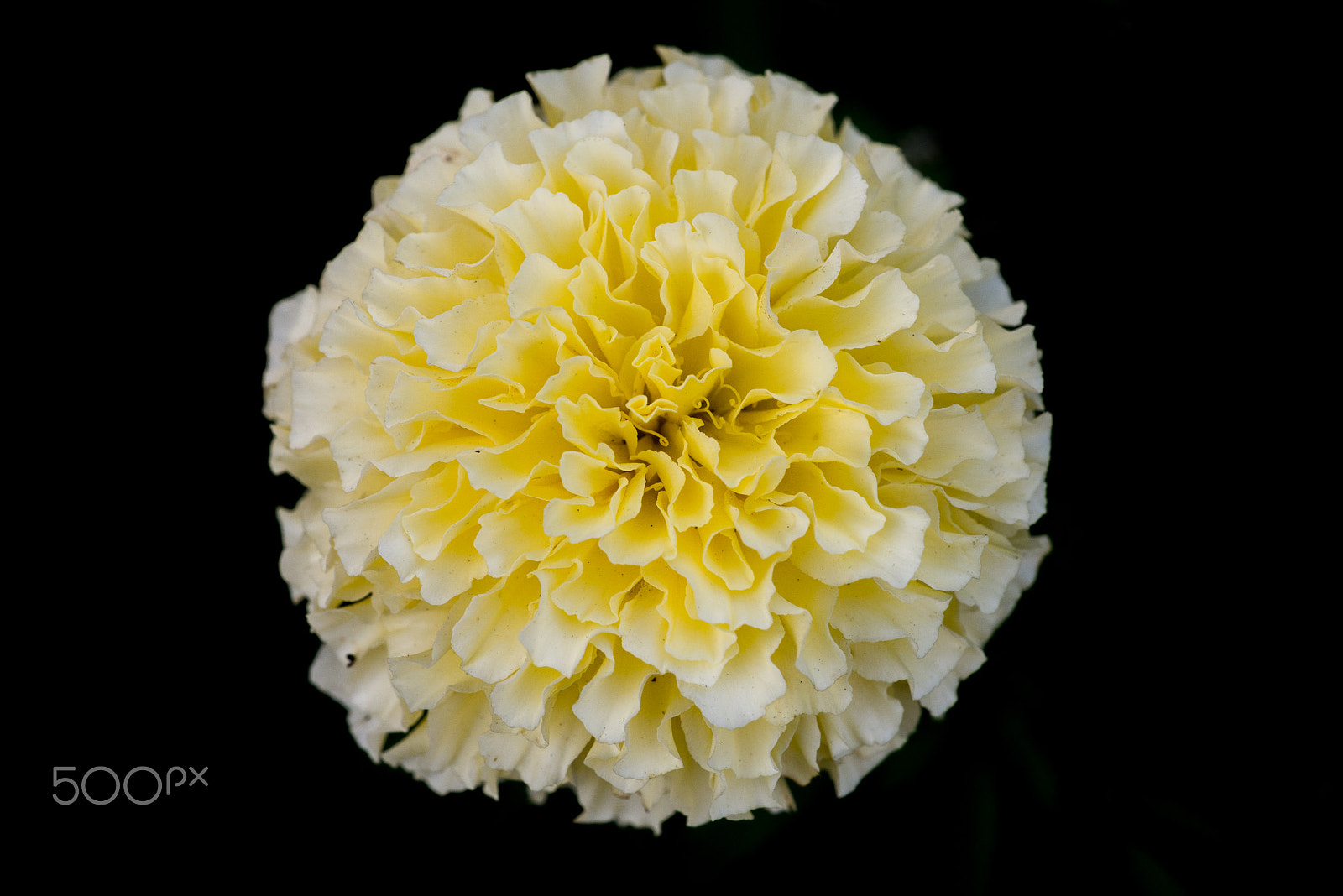 Sigma 150mm F2.8 EX DG Macro HSM sample photo. Yellow flower photography