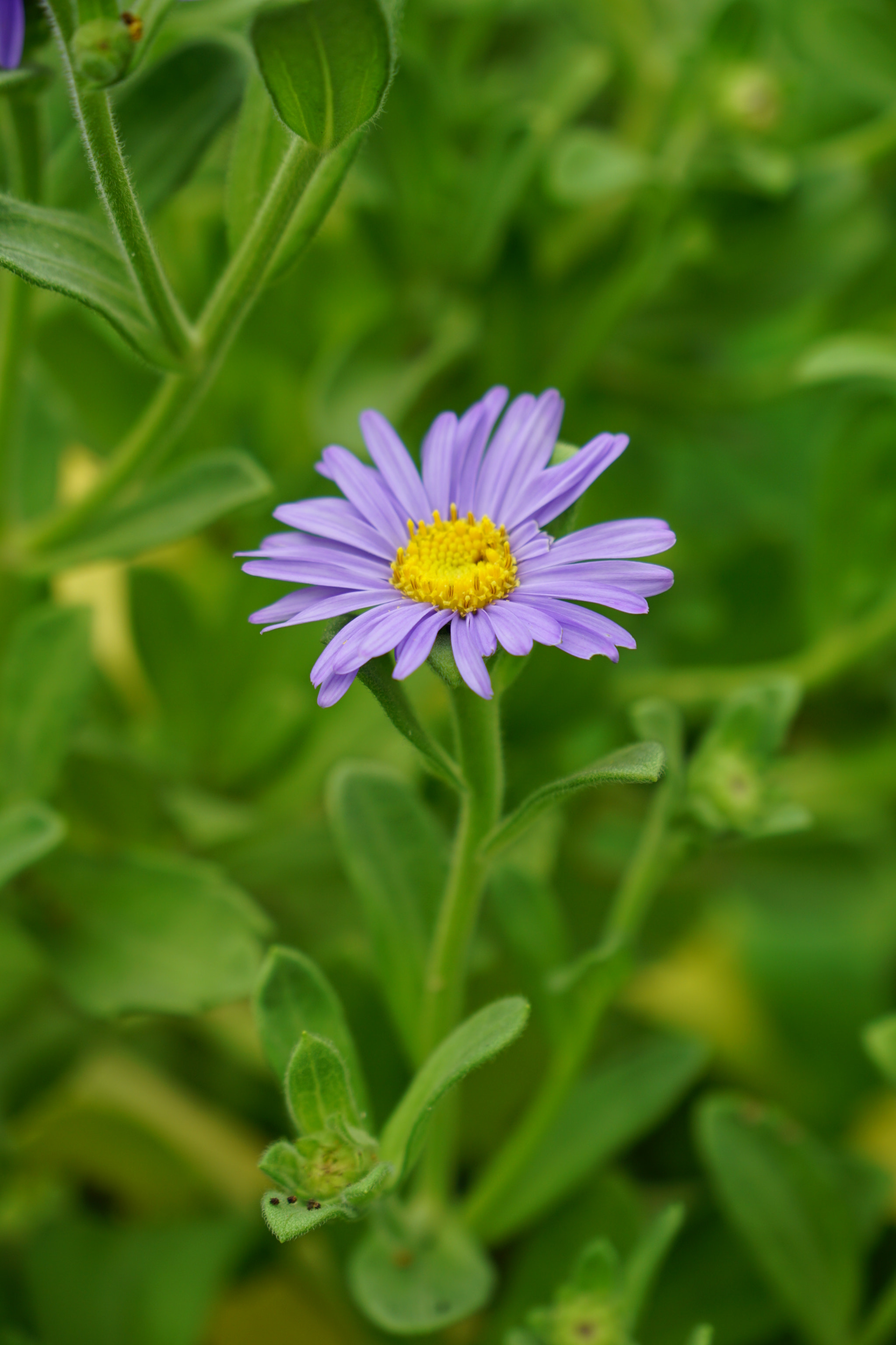 Sony a6000 + Sony Vario-Tessar T* E 16-70mm F4 ZA OSS sample photo. #해국 #순수한사랑 #기다림 #성남시립식물원 photography