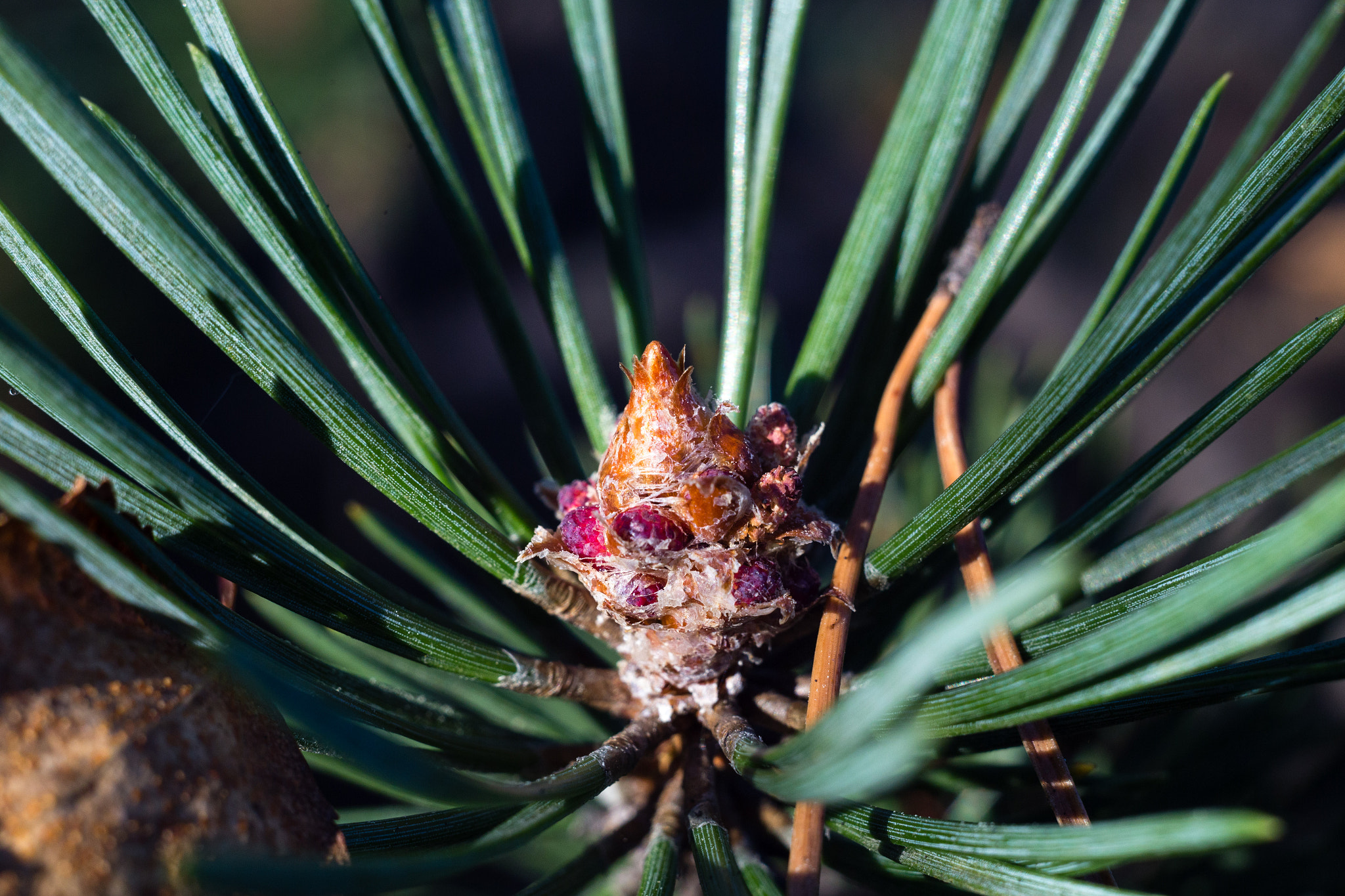 Canon EF 28-80mm f/3.5-5.6 sample photo. шишка/cone photography