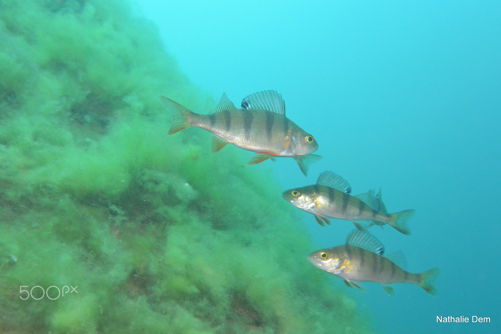 Nikon 1 J3 sample photo. Perch.... photography