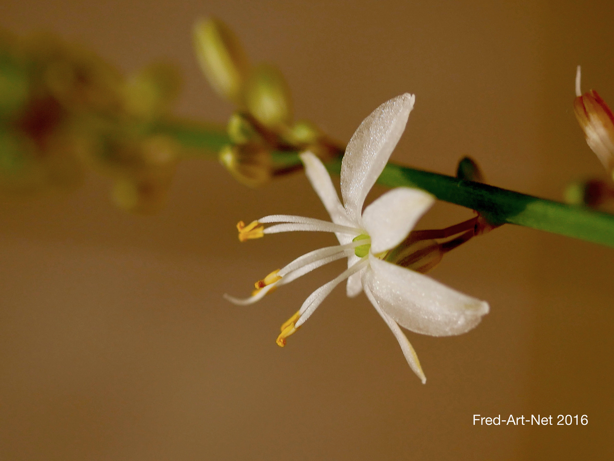 Panasonic DMC-G70 + Panasonic Lumix G Macro 30mm F2.8 ASPH Mega OIS sample photo. Minuscule photography