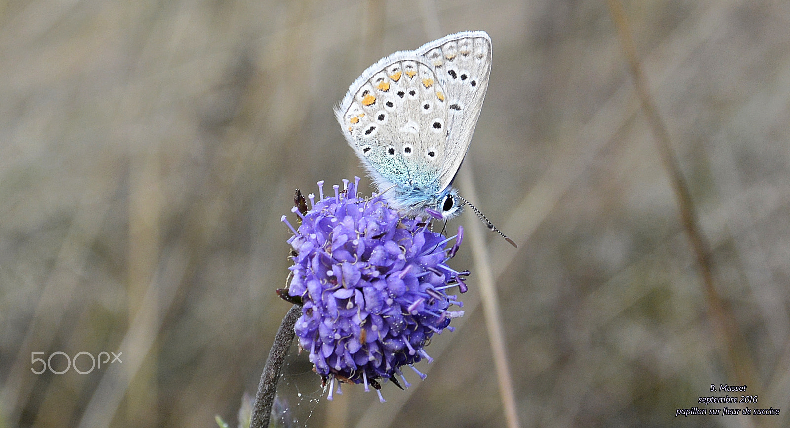 Nikon 1 AW1 sample photo. Papillon sur fleur de succise photography