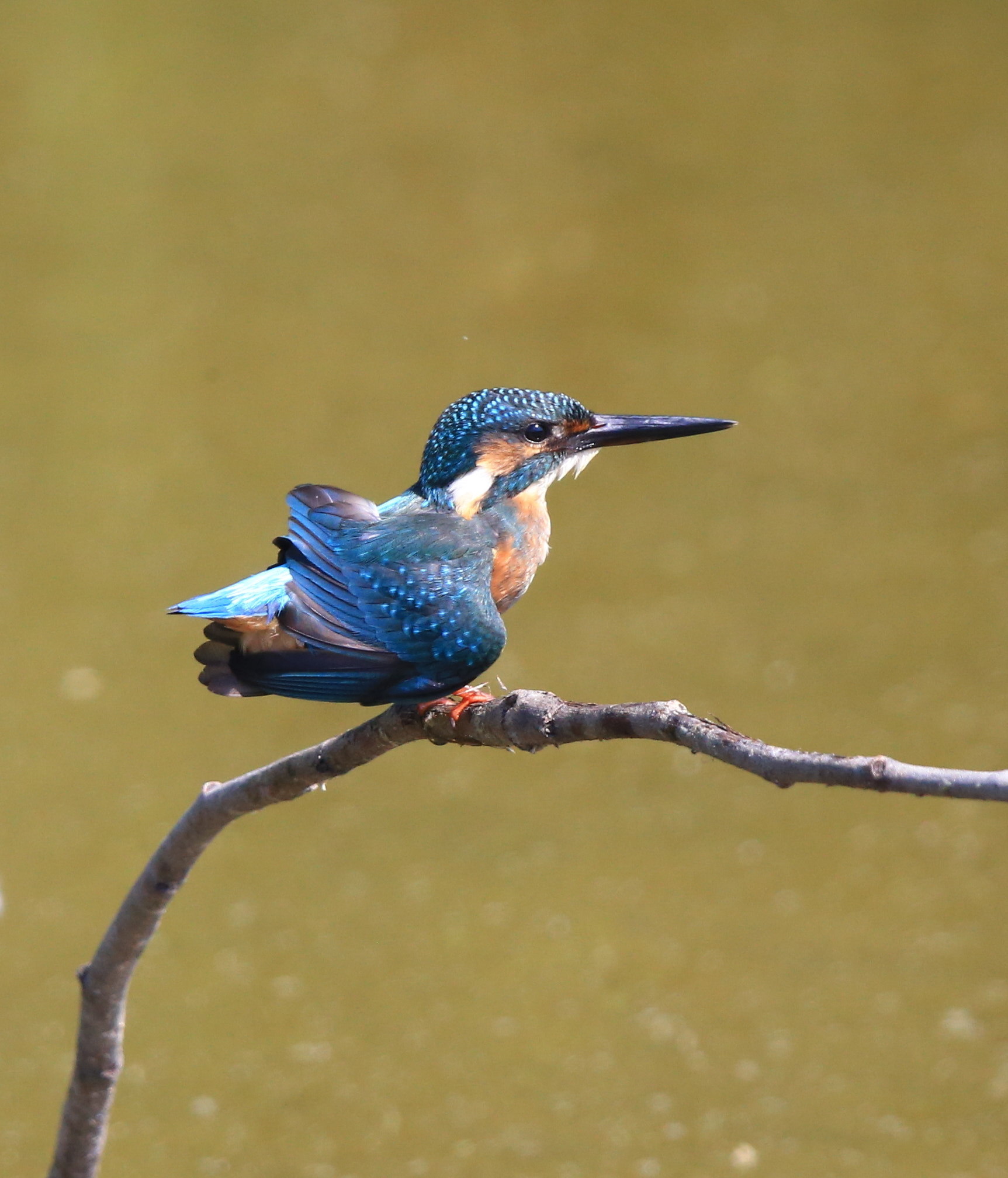 Canon EF 600mm F4L IS II USM sample photo. 274 photography