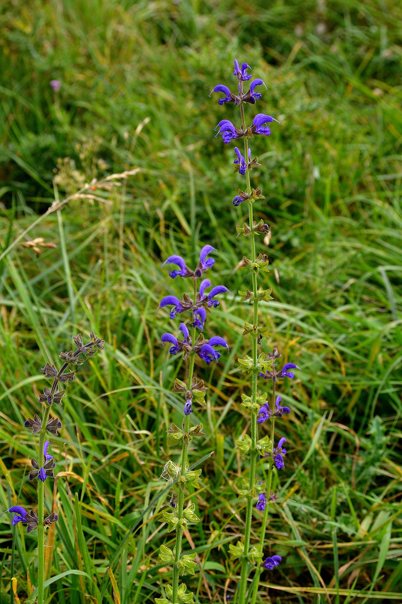 Sigma 17-70mm F2.8-4 DC Macro OS HSM sample photo. Dsc photography