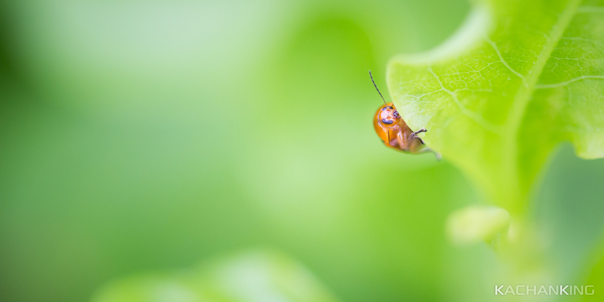 Canon EOS 60D + Canon EF 100mm F2.8L Macro IS USM sample photo