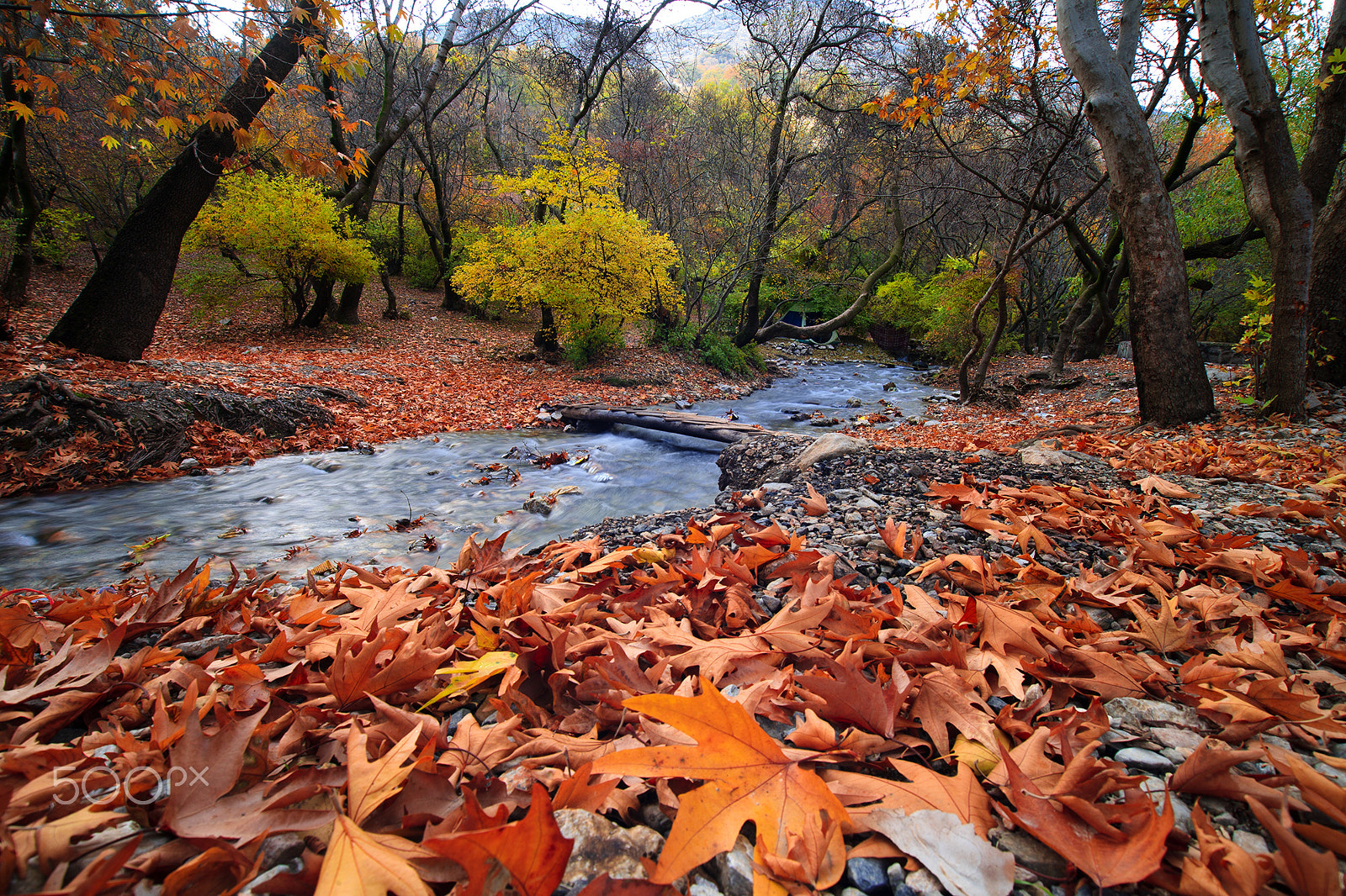 Canon EOS 5D sample photo. Autumn on forest photography