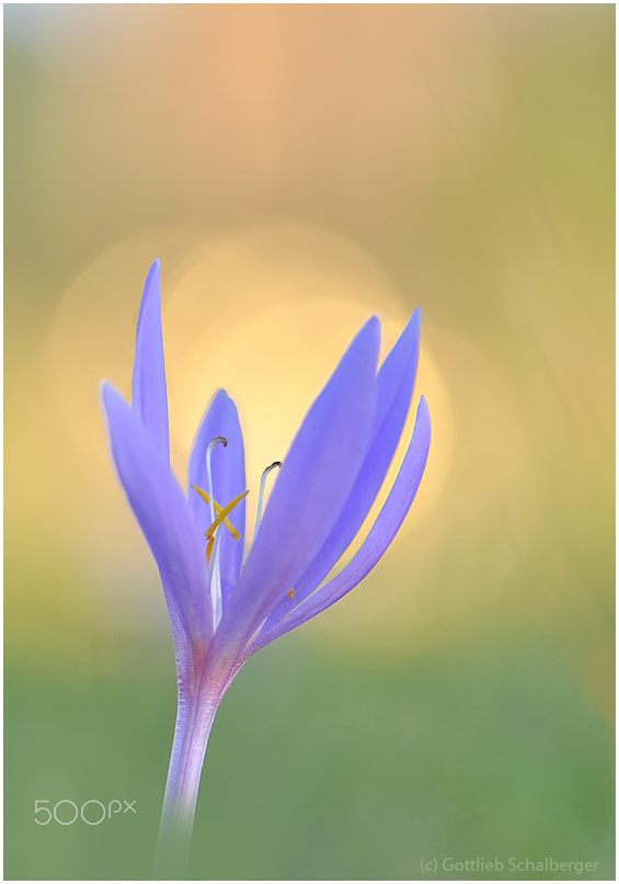 Sigma 105mm F2.8 EX DG Macro sample photo. Praying hands photography