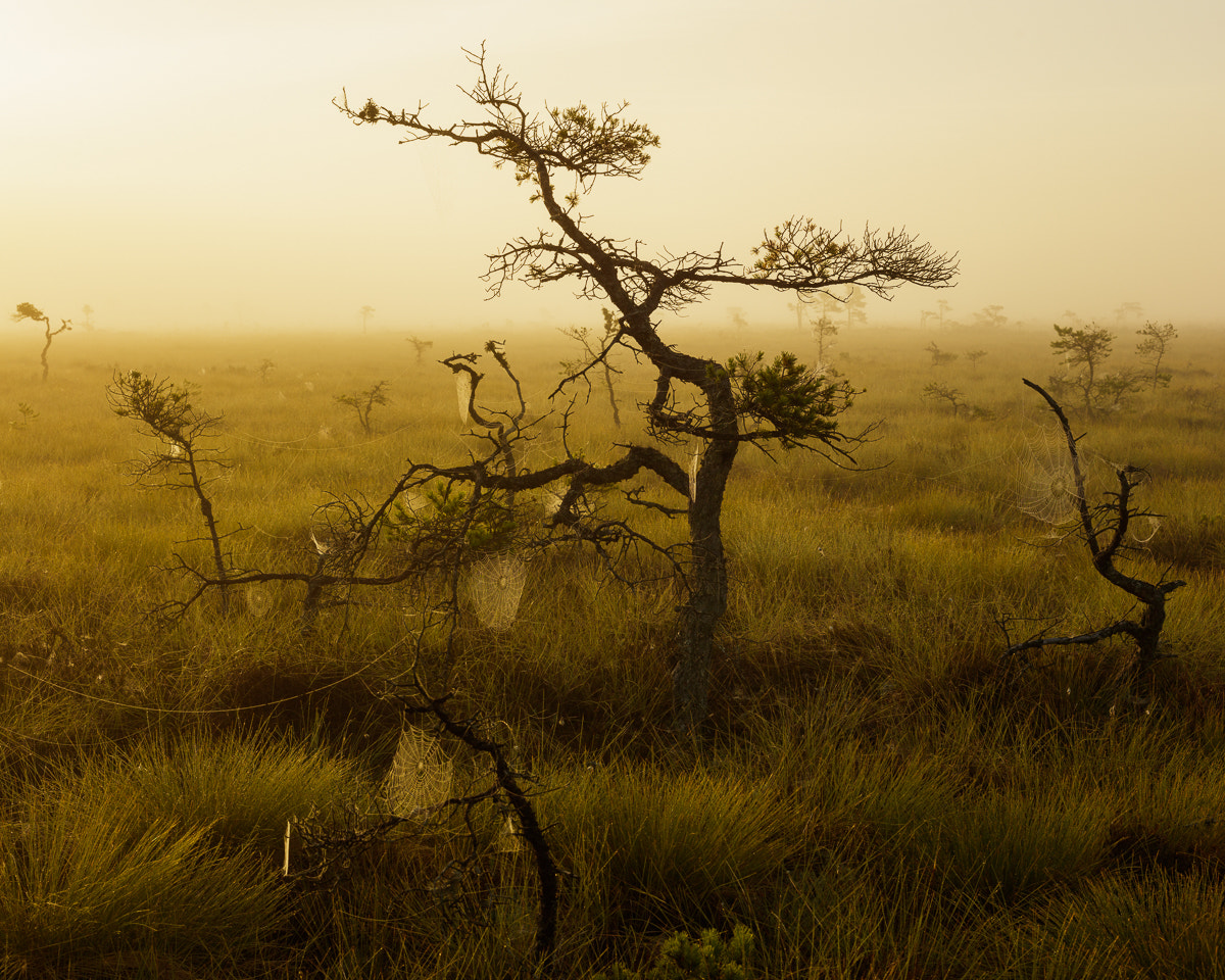 ZEISS Otus 55mm F1.4 sample photo. Store mosse nationalpark iv photography