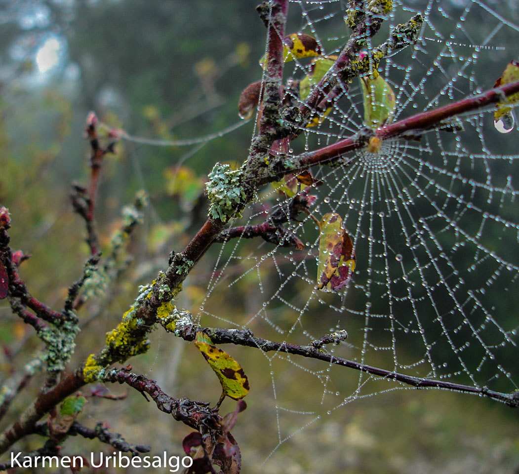 Sony DSC-P100 sample photo. Spiderweb photography