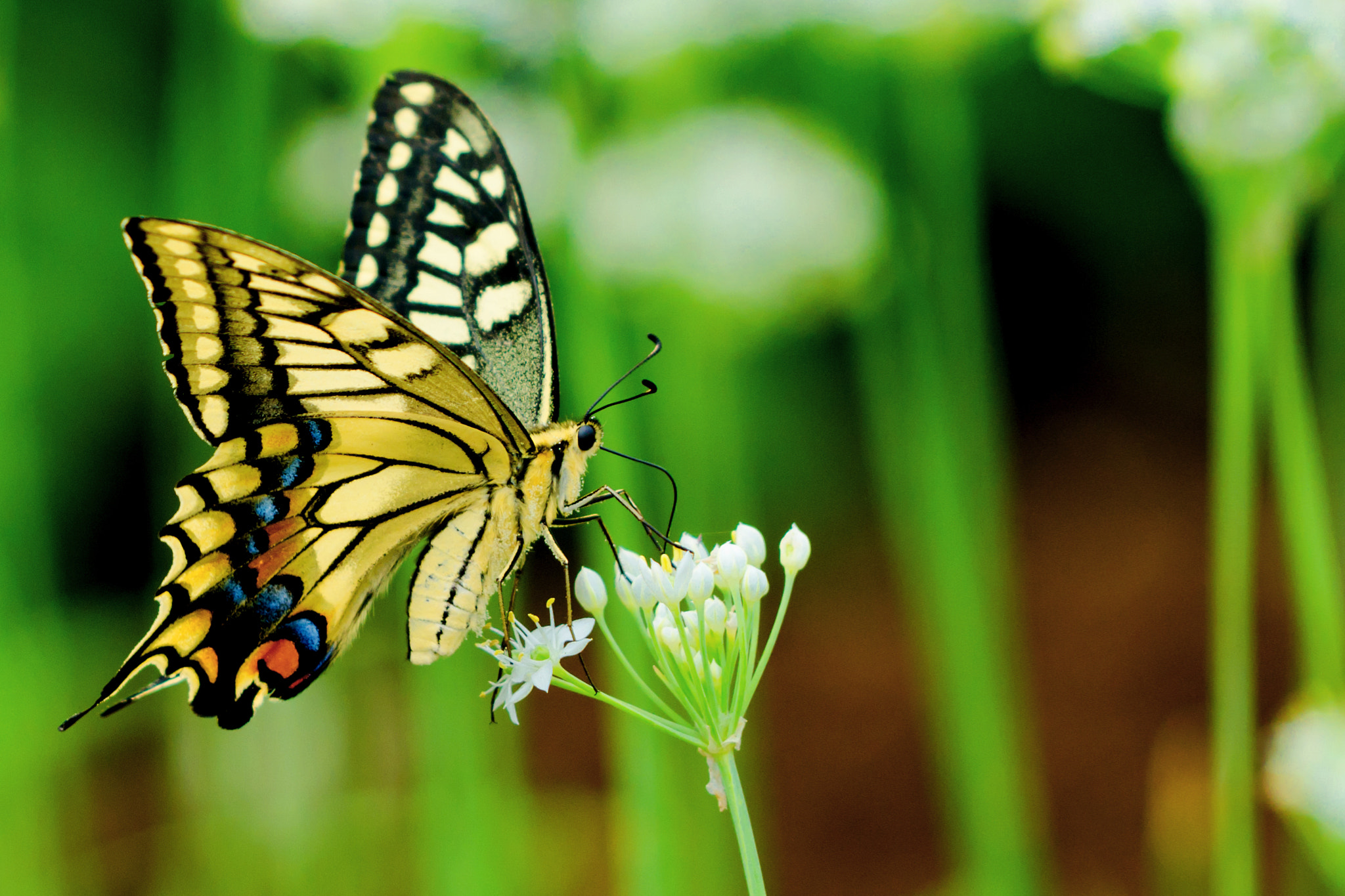 Nikon D7000 + Sigma 70-200mm F2.8 EX DG OS HSM sample photo. Female yellow swallowtail on leek flower photography