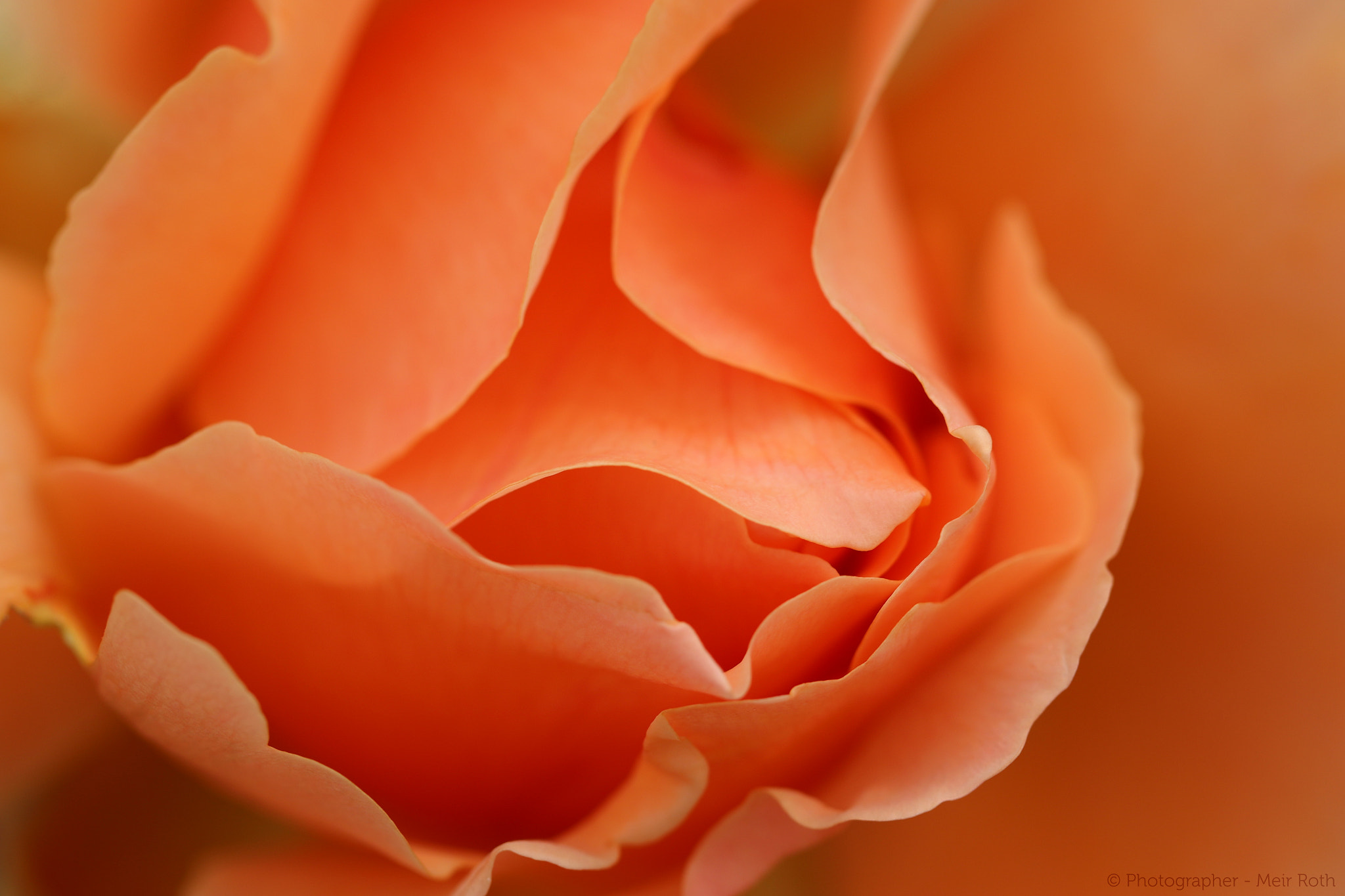 Canon EF 100mm F2.8L Macro IS USM sample photo. Rose photography