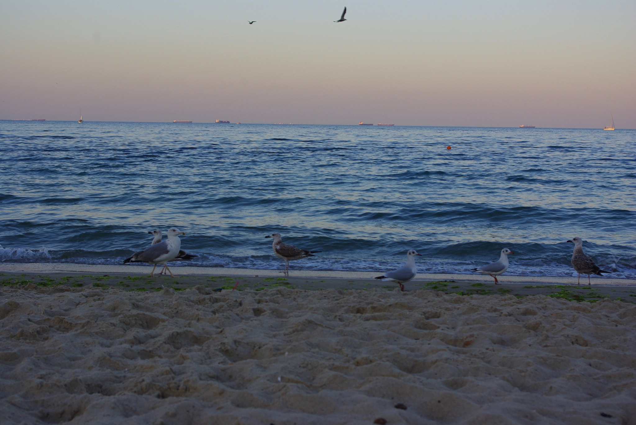 Pentax K-m (K2000) + smc PENTAX-DA L 18-55mm F3.5-5.6 sample photo. Seagulls on the sea photography