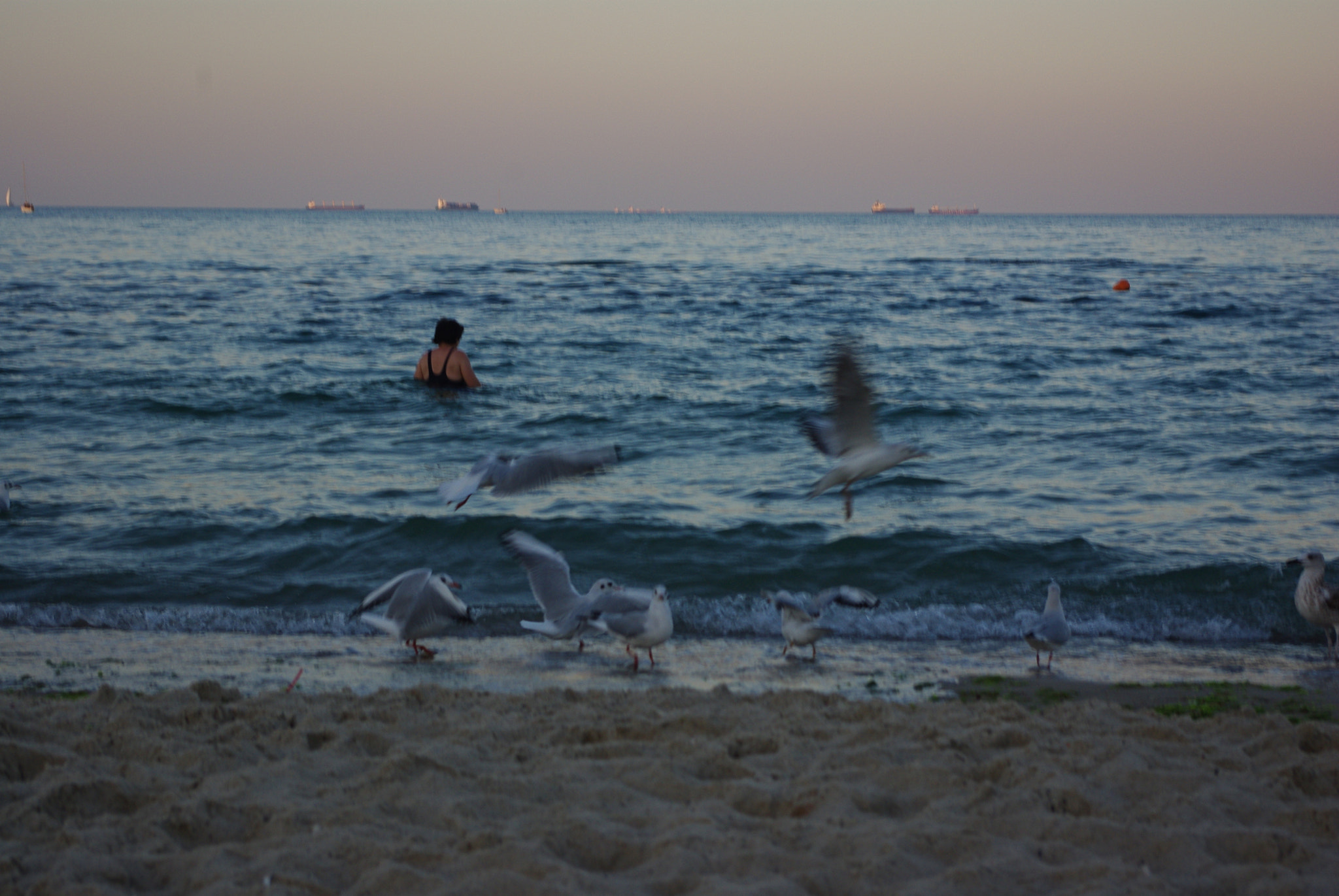 Pentax K-m (K2000) + smc PENTAX-DA L 18-55mm F3.5-5.6 sample photo. Seagulls photography